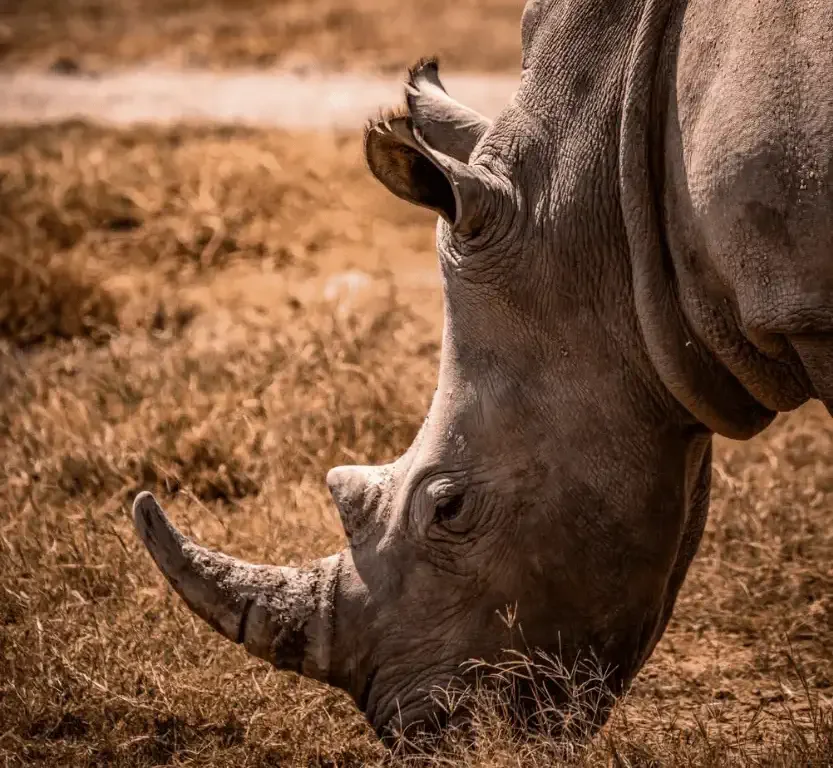 Spitzmaulnashorn auf dem Kraterboden des Ngorongoro