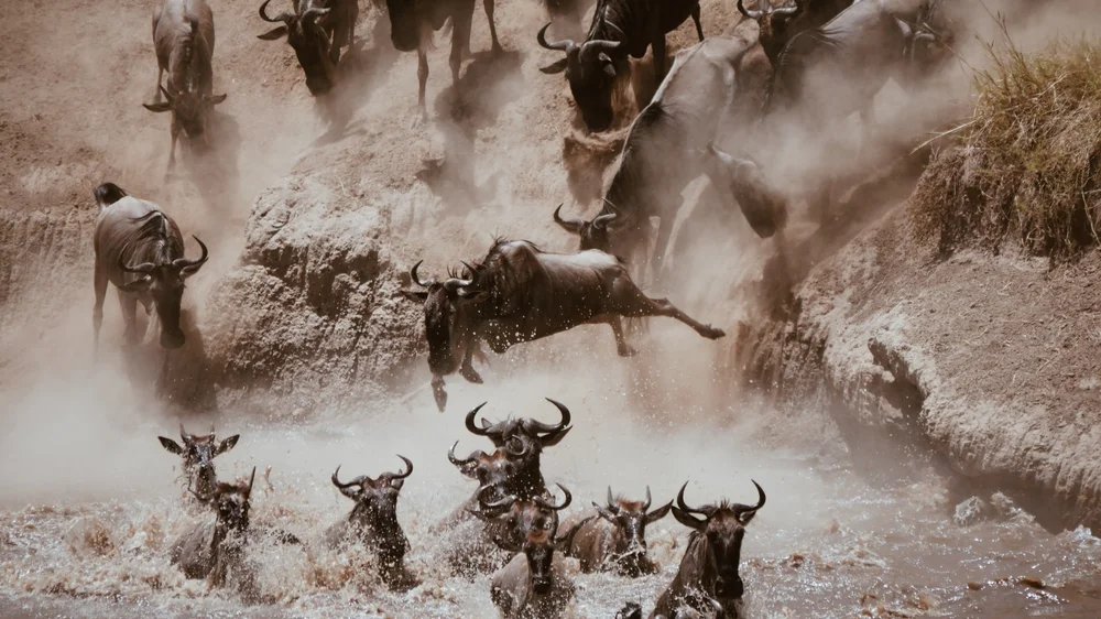 Gnus überqueren den Mara-Fluss in der nördlichen Serengeti