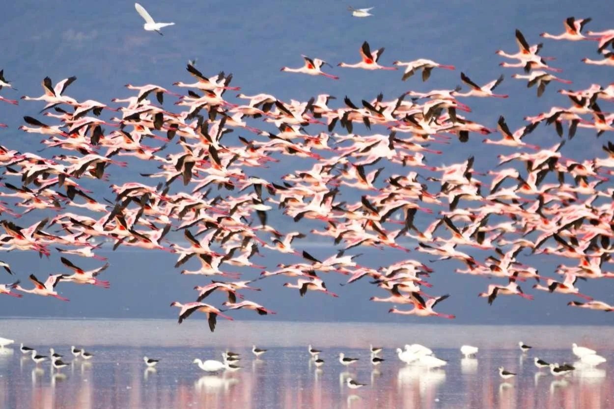 Flamingos auf Safari sehen