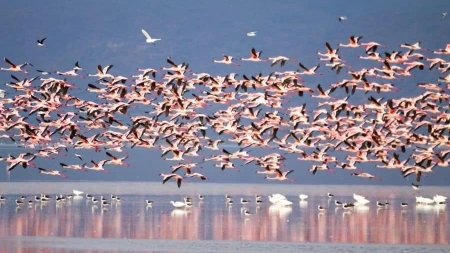 Flamingos am Lake Manyara Nationalpark in Tansania