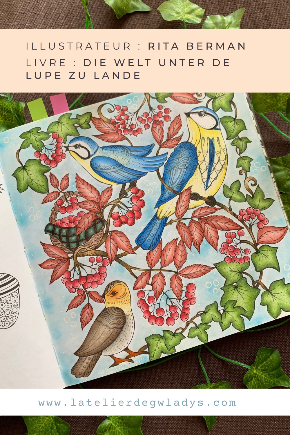 Coloriage aux crayons de couleurs : Polychromos Faber Castell et pastels secs Faber Castell. Oiseaux inspirés de photos de Pinterest. Livre : Die Welt unter de lupe zu Lande / Illustrateur : Rita Berman