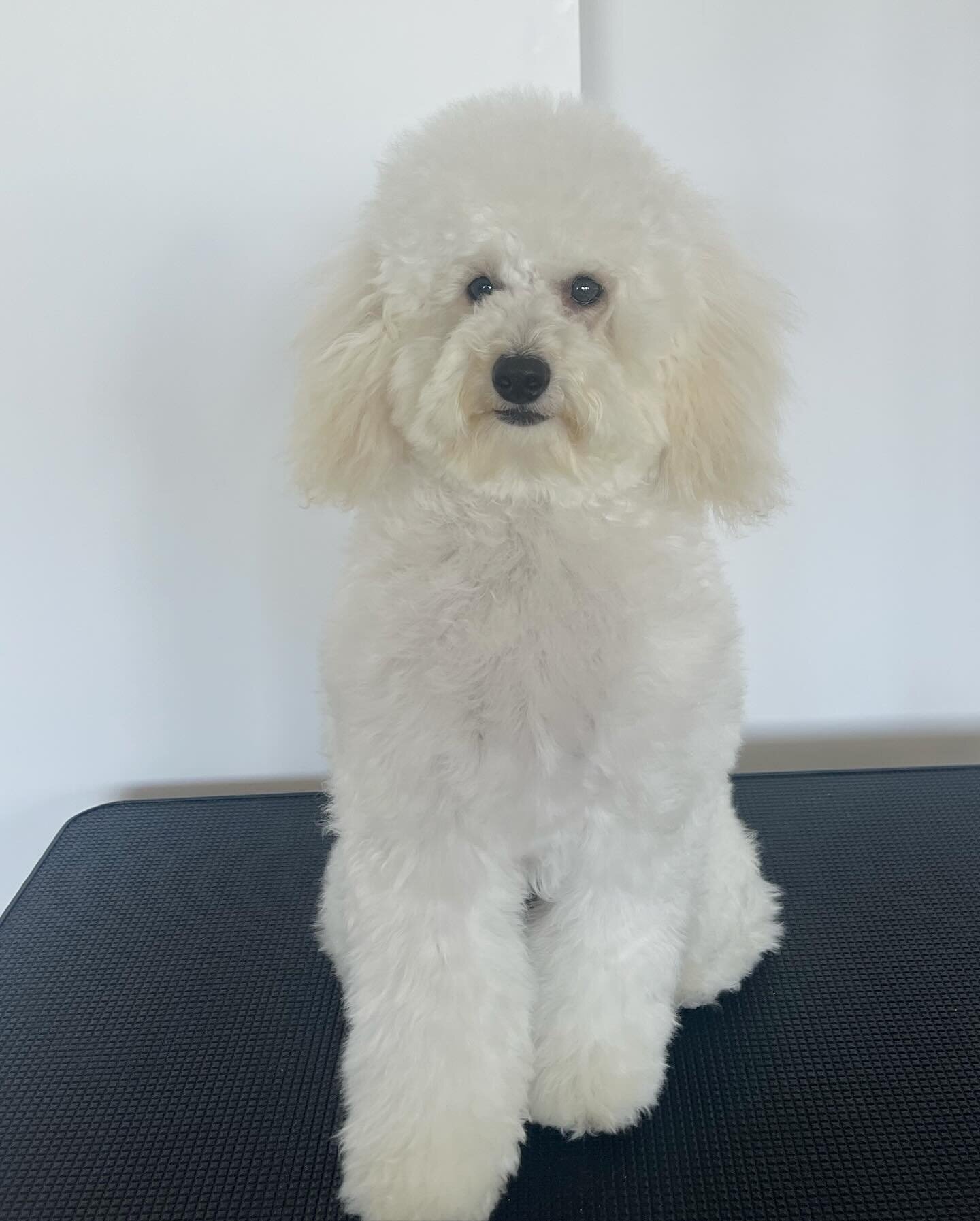 ➡️ Swipe for big girl haircut ! 🐾 Gabbi has been slowly getting used to the grooming process over the last few months and she is doing so well! She is looking more like a little lady now, rather than a cotton ball. ☁️🐶 

#gandtessentials #fluffy #d