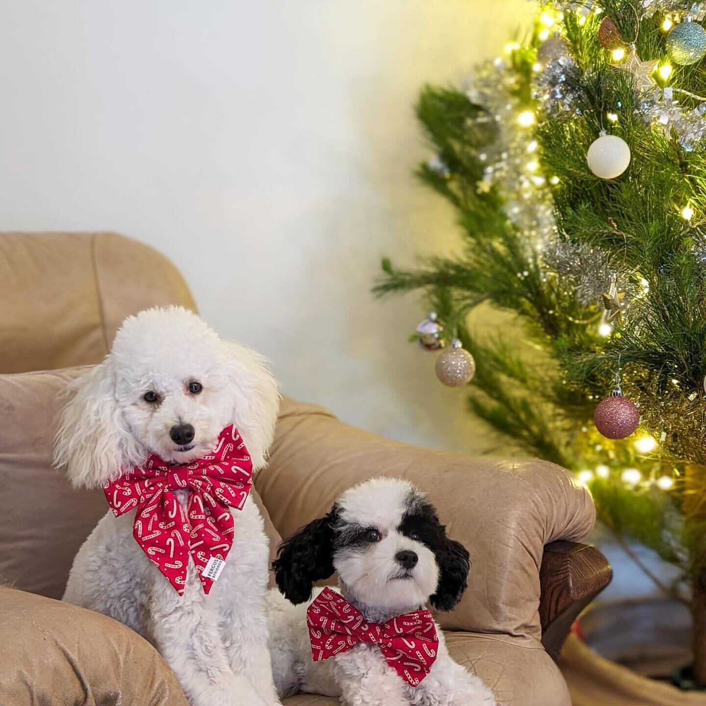 Merry Christmas !🎄 ✨⭐️❤️ These cheeky monkeys are looking cute in their @fergusandfriendsco bow / bow ties 🫶🏻

#gandtessentials #dailyfluff #dogolove #cuties #christmasday #happydoghappylife