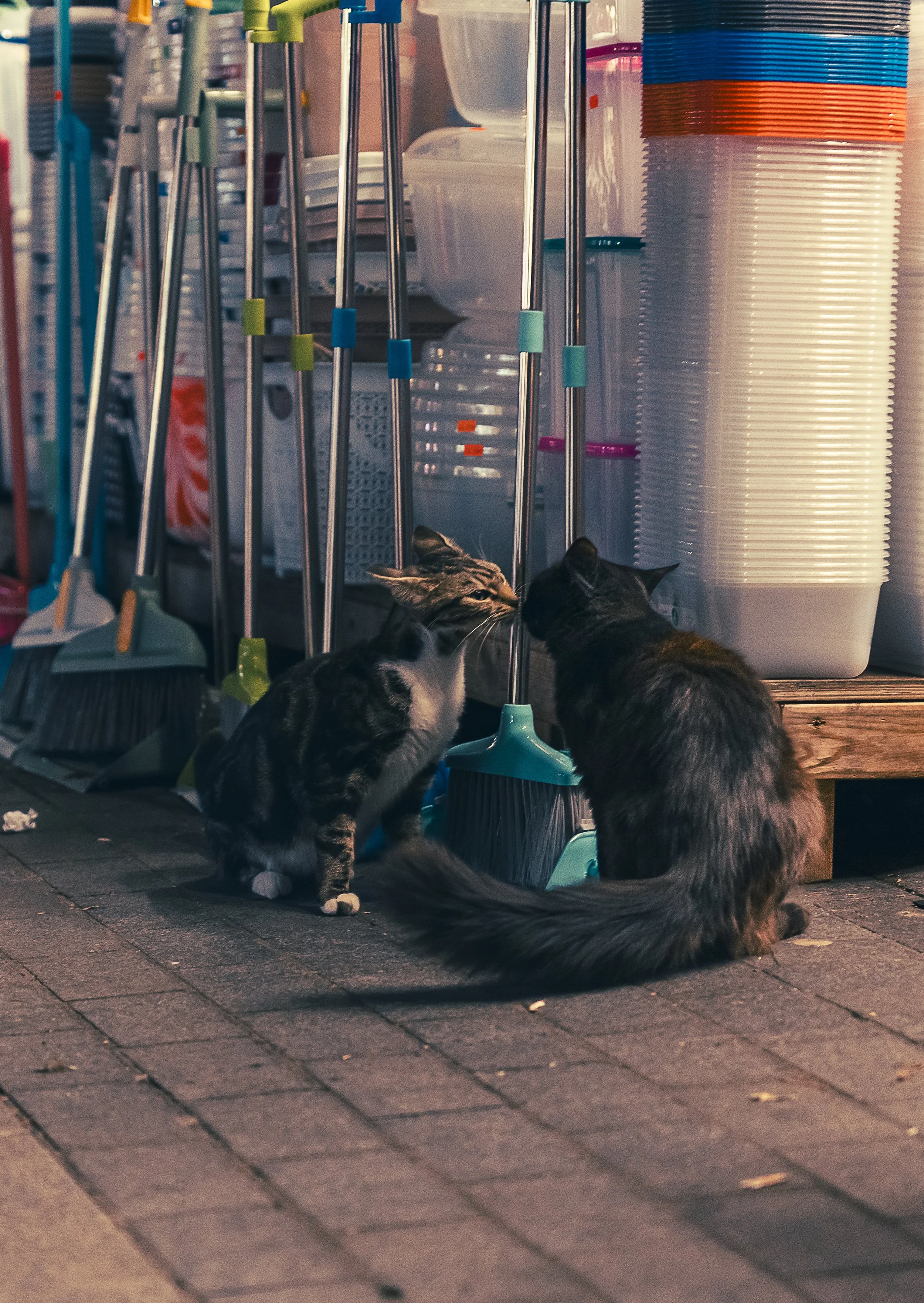 Two cats sitting on a brick sidewalk in front of store supplies, including brooms and plastic cups, with one cat sniffing the other's nose inside a store or storage area.