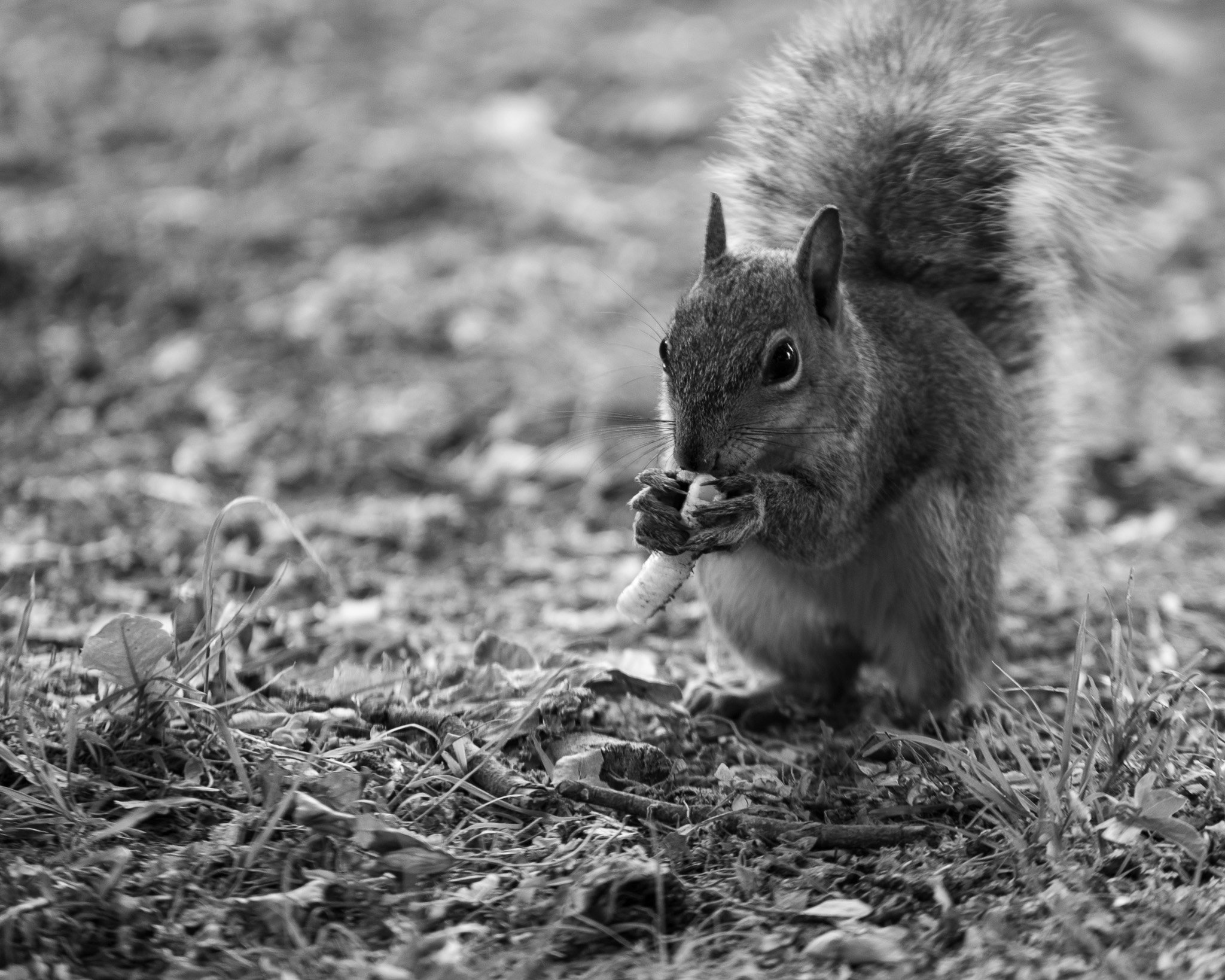 31052020 - RVCP - SquirrelFeedingBNW.jpg