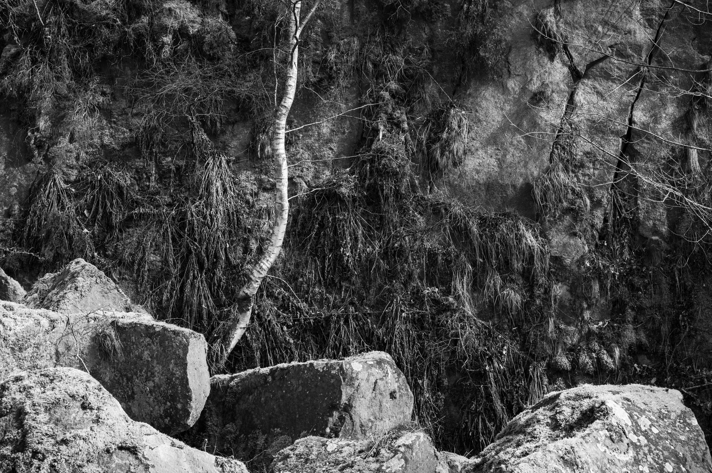 Lone+Birch+-+BNW+-+APOY2023.jpg