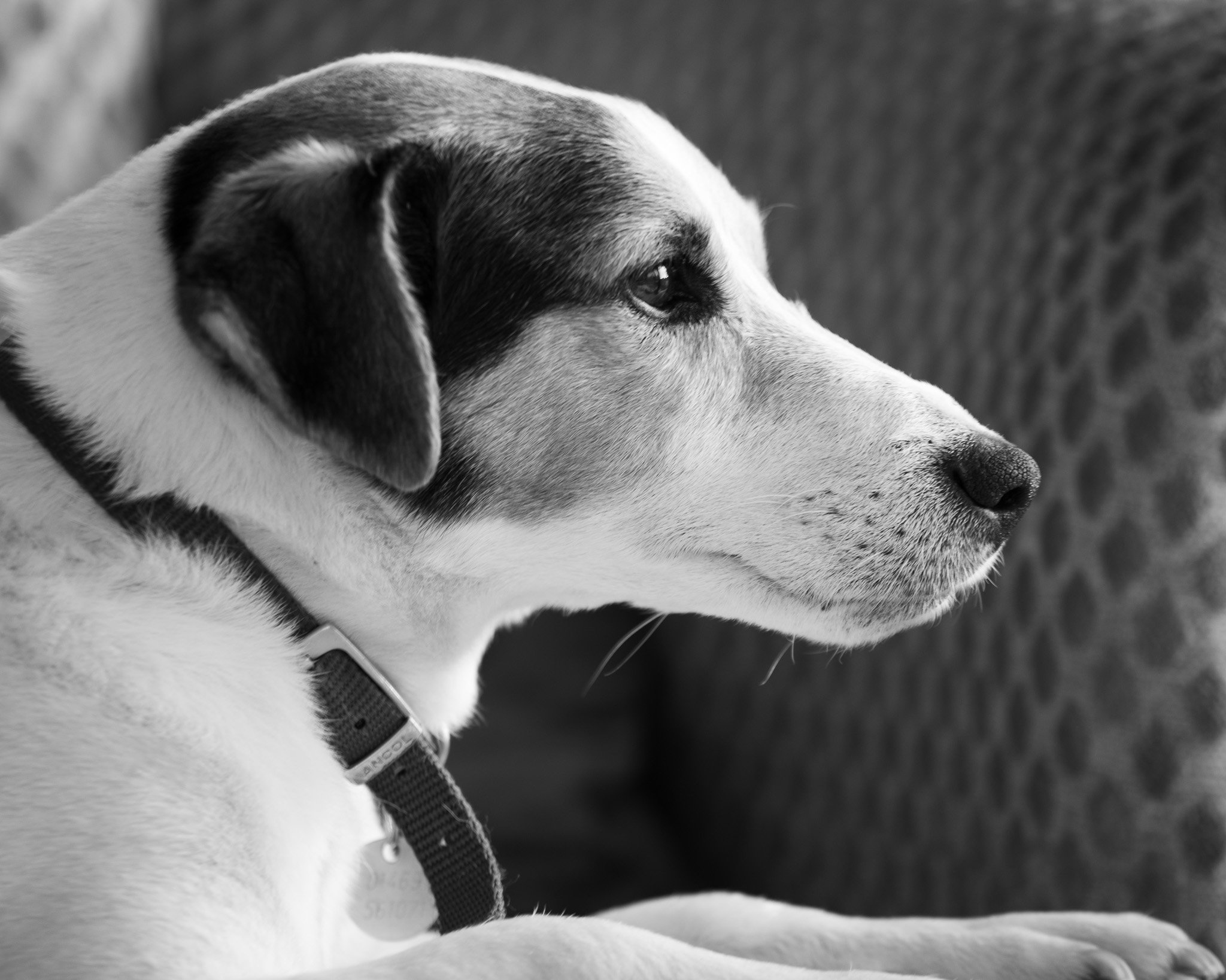 25072020 - GtLIMBER - SamPortraitBNW.jpg