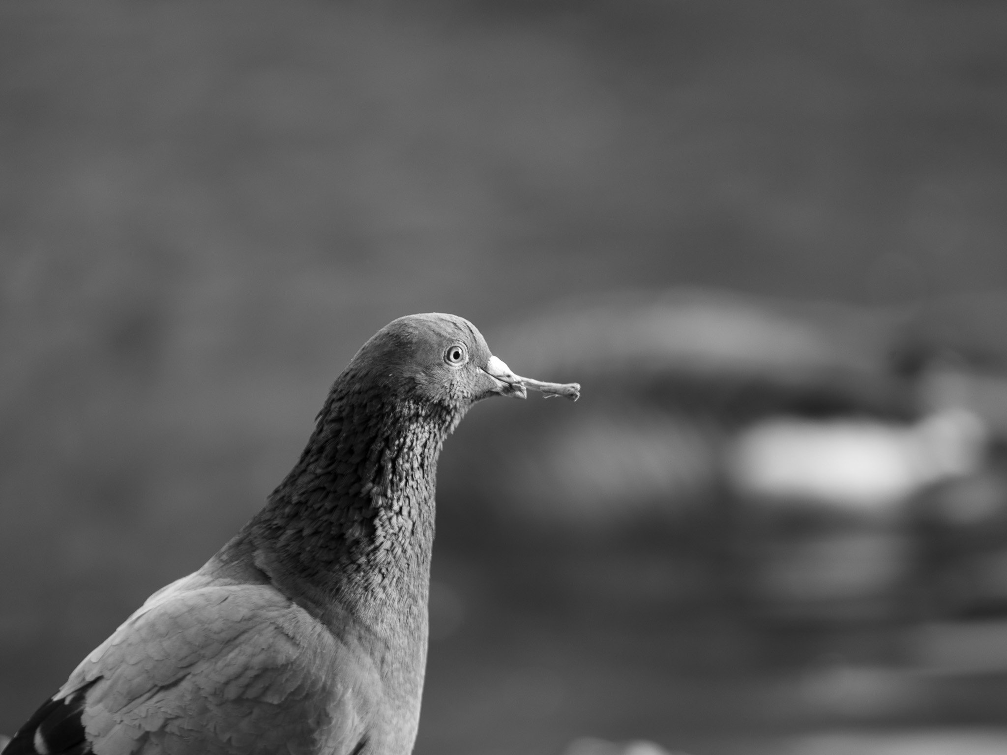 20052020 - RVCP - PIgeonPortraitBNW.jpg
