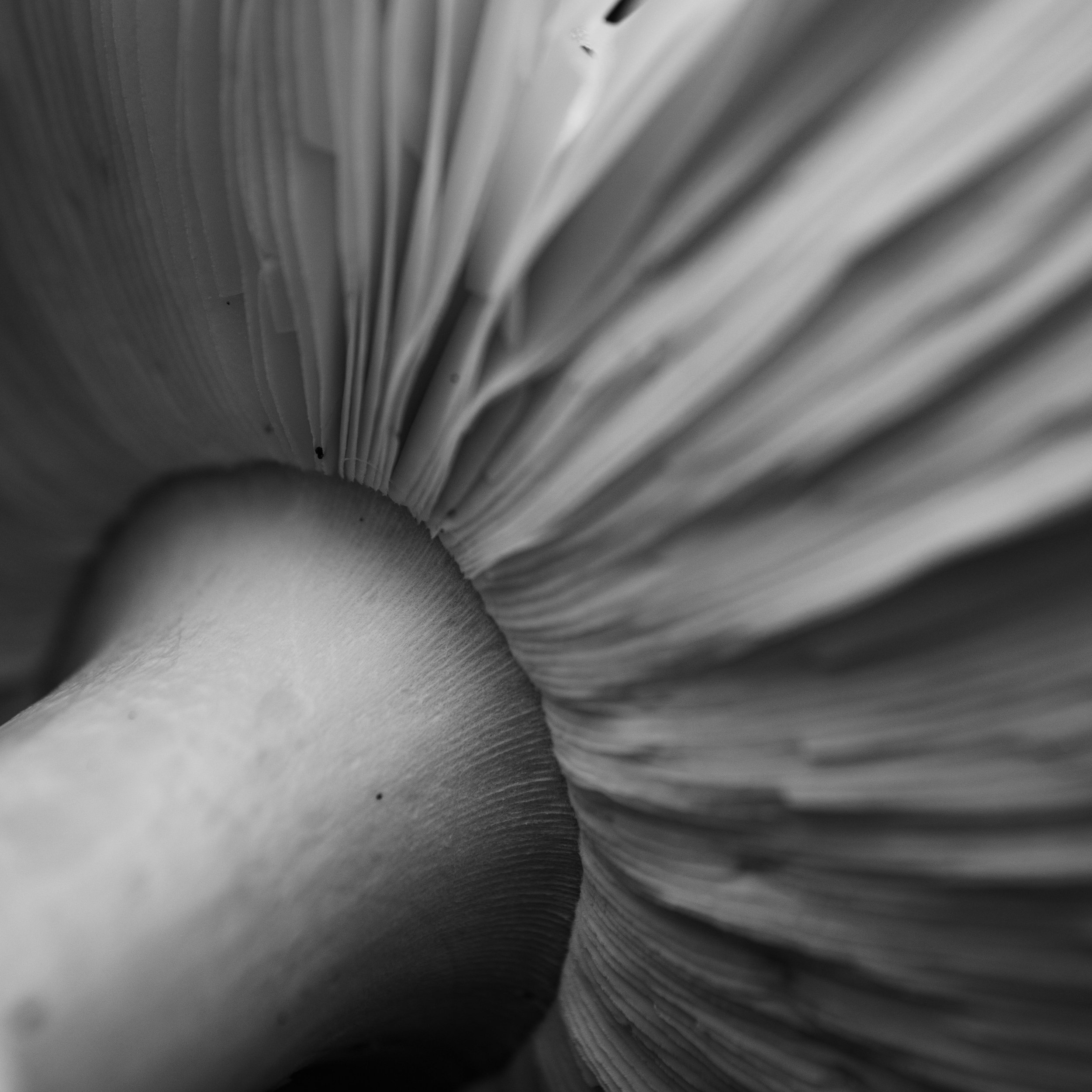 MattWackett - APOY23 - R3 - ShroomBNW.jpg