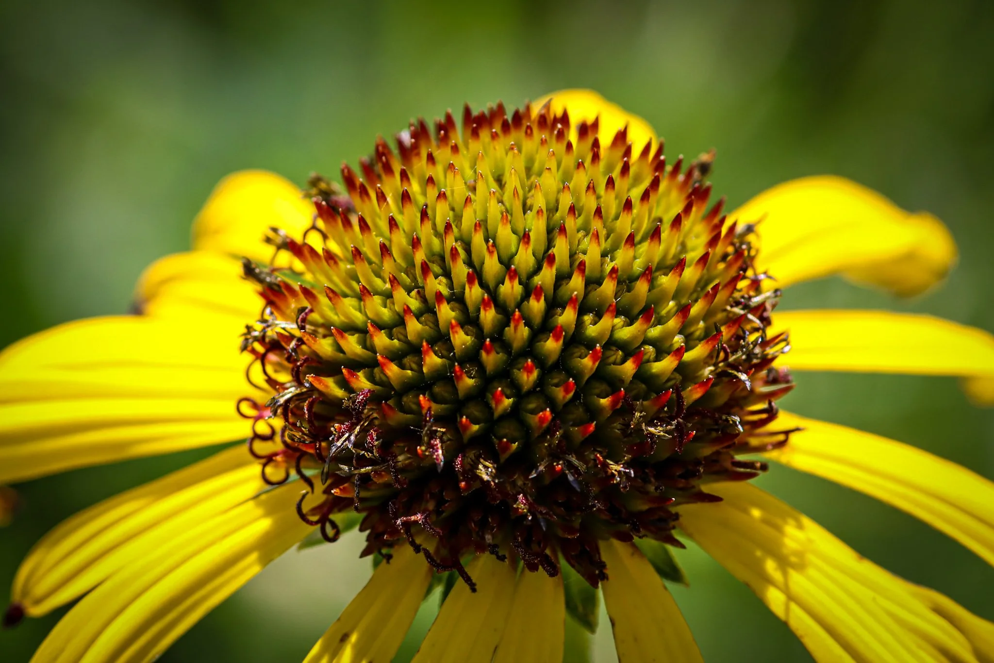 Bush's Coneflower (Echinacea paradoxa)