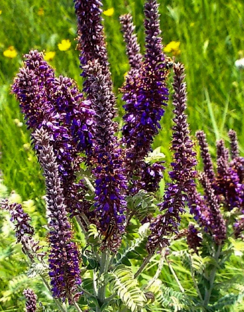 Lead Plant Amorpha canescens  Fellabees & Nativeseeds