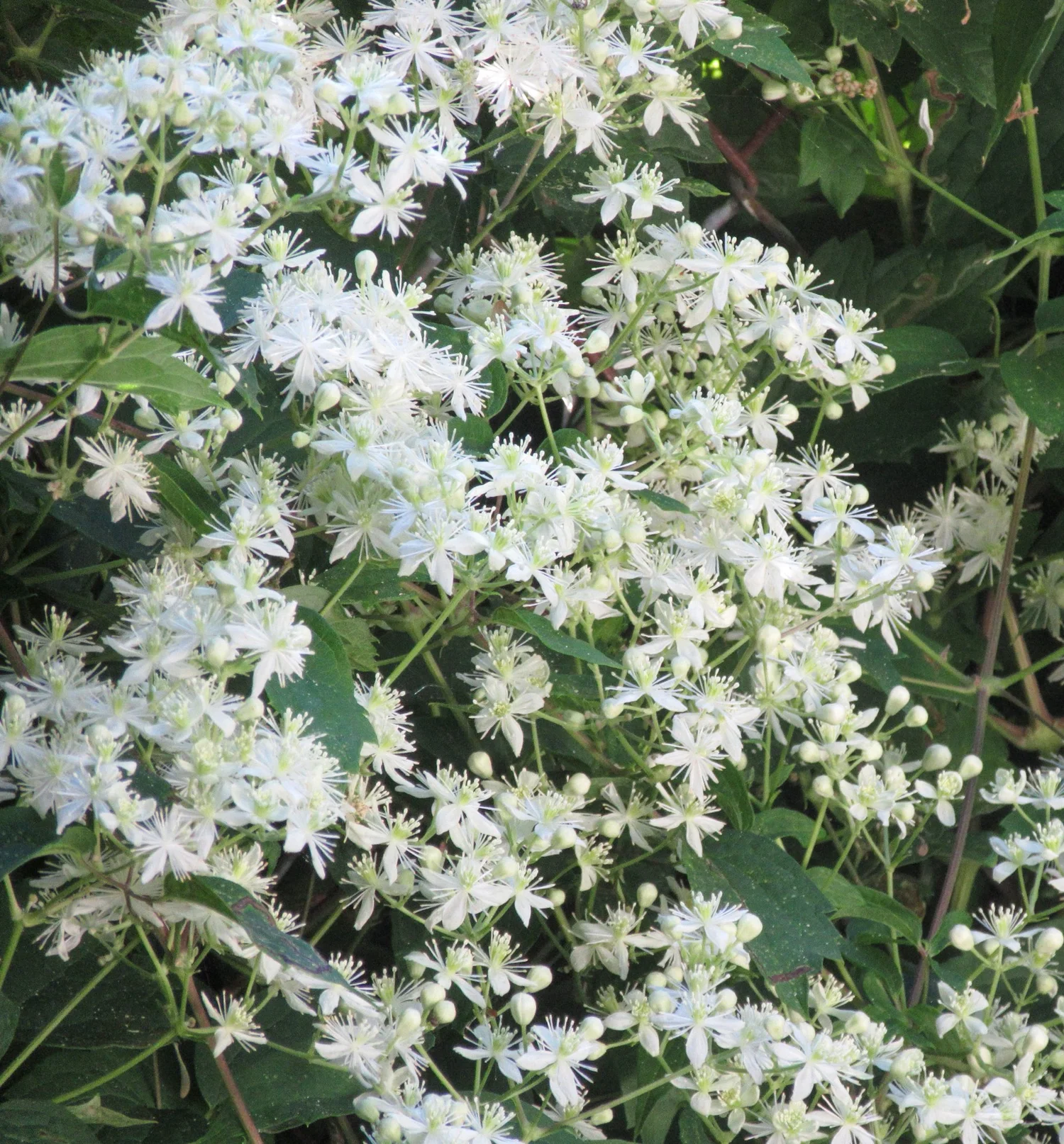 Virgins Bower (Clematis virginiana) — Fellabees & Nativeseeds
