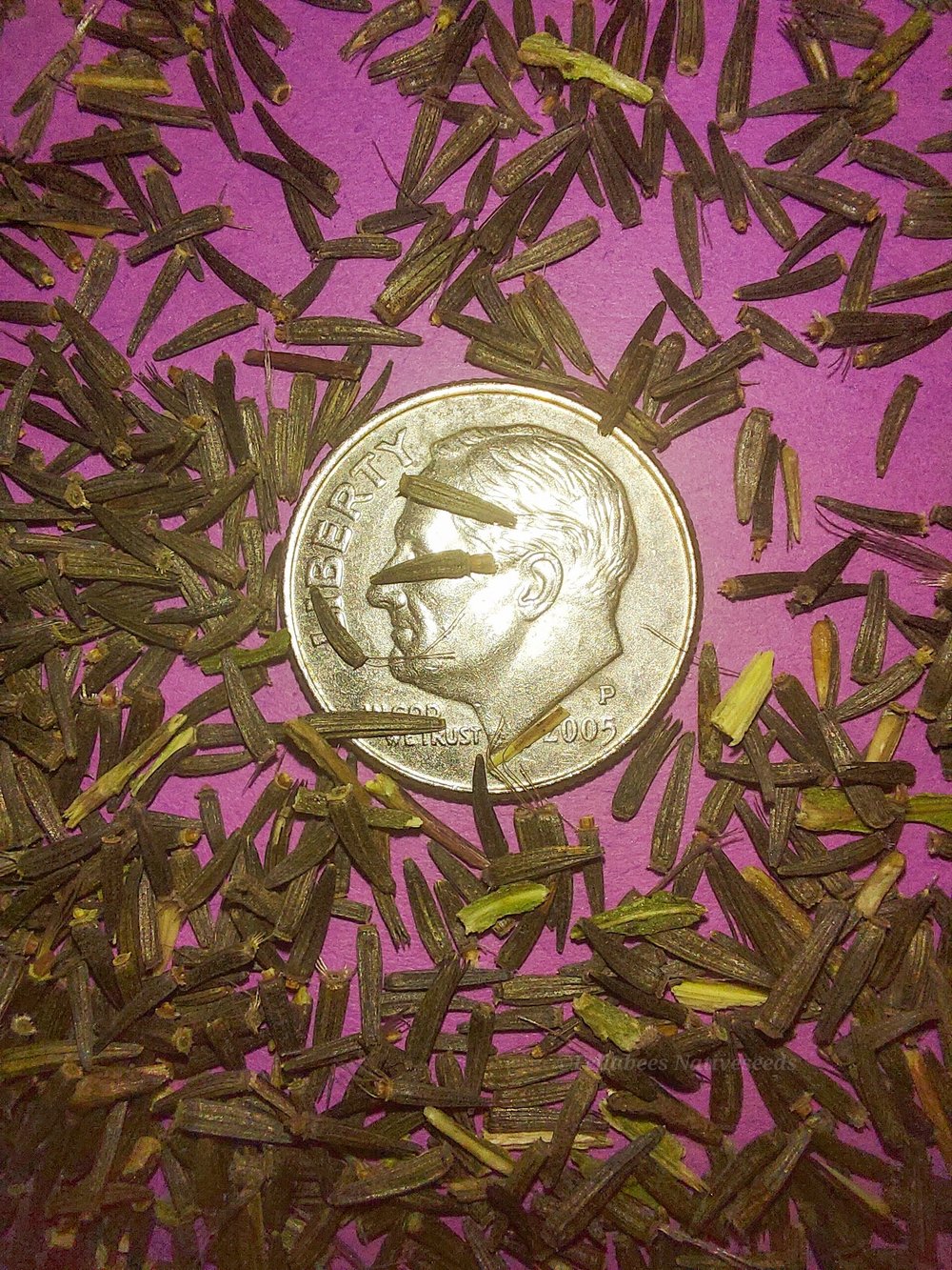 Rough Blazing Star (Liatris aspera) — Fellabees & Nativeseeds