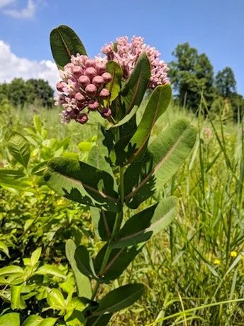 Prairie Milkweed (Asclepias sullivantii)  Fellabees & Nativeseeds