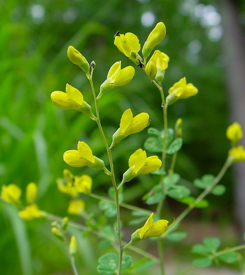 Small Yellow Wild Indigo (Baptisia tinctoria)