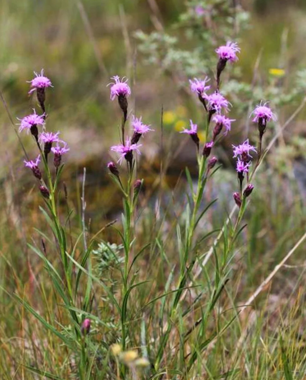 Dwarf Blazing Star (Liatris cylindracea) — Fellabees & Nativeseeds