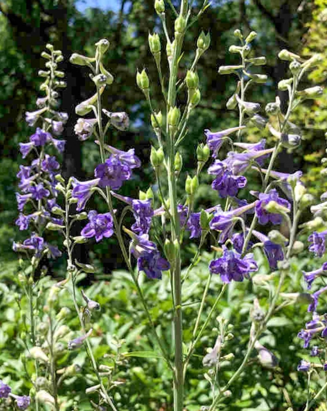 Tall Larkspur (Delphinium exaltatum) — Fellabees & Nativeseeds
