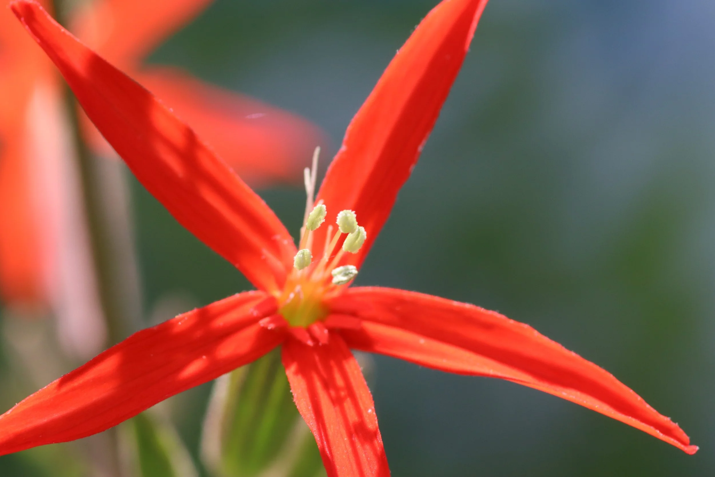 Royal Catchfly (Silene regia) — Fellabees & Nativeseeds