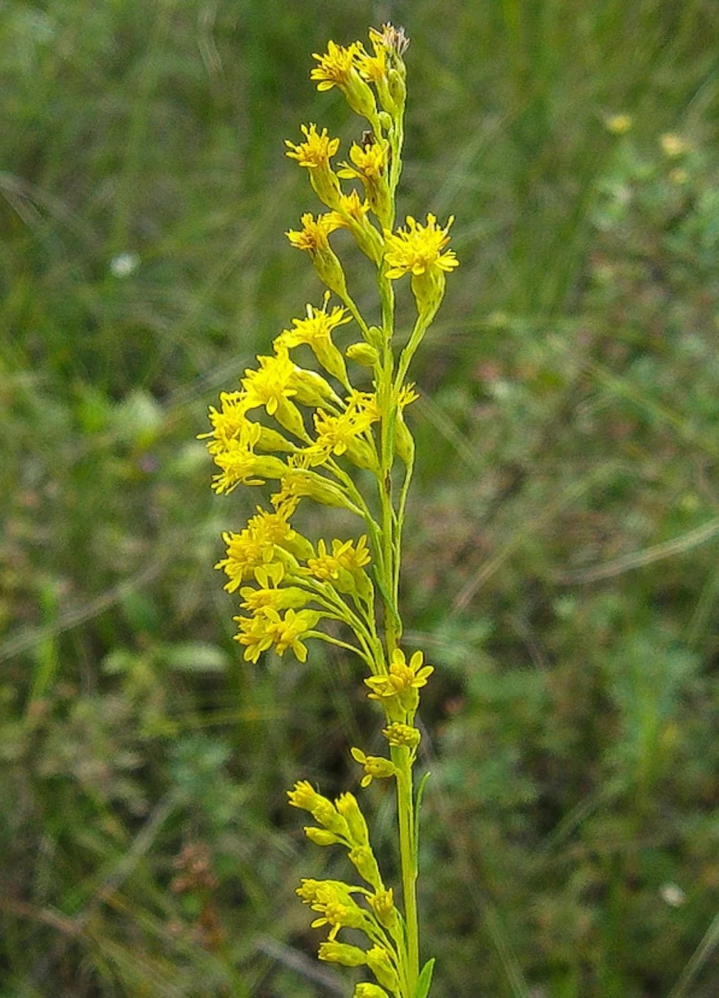 Bog Goldenrod (Solidago uliginosa)