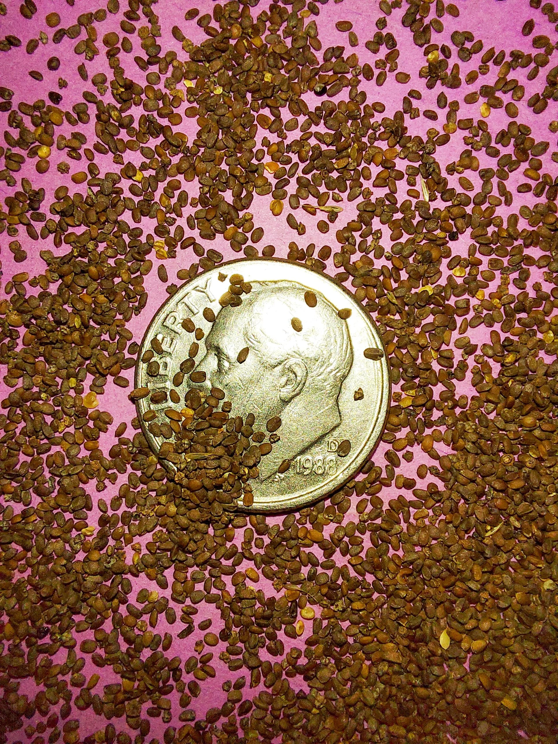 Hoary Mountain Mint (Pycnanthemum incanum)