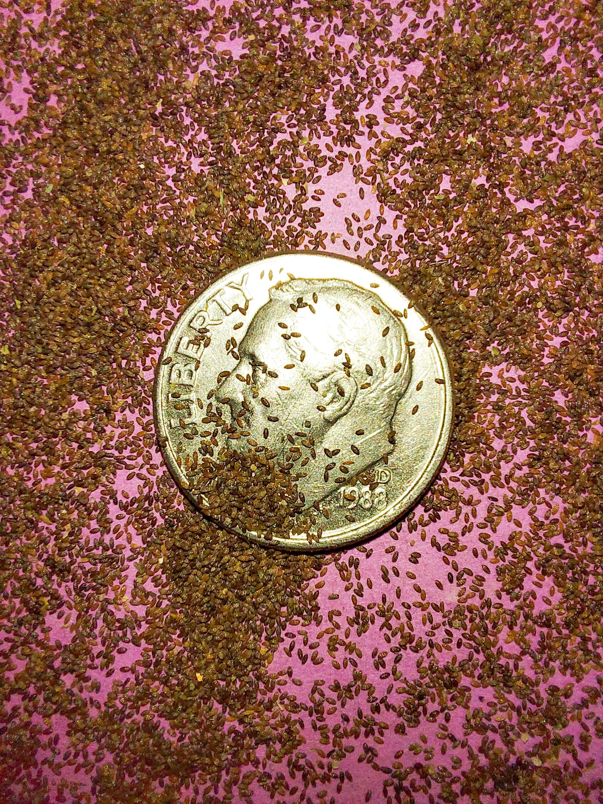 Indian Tobacco (Lobelia inflata)