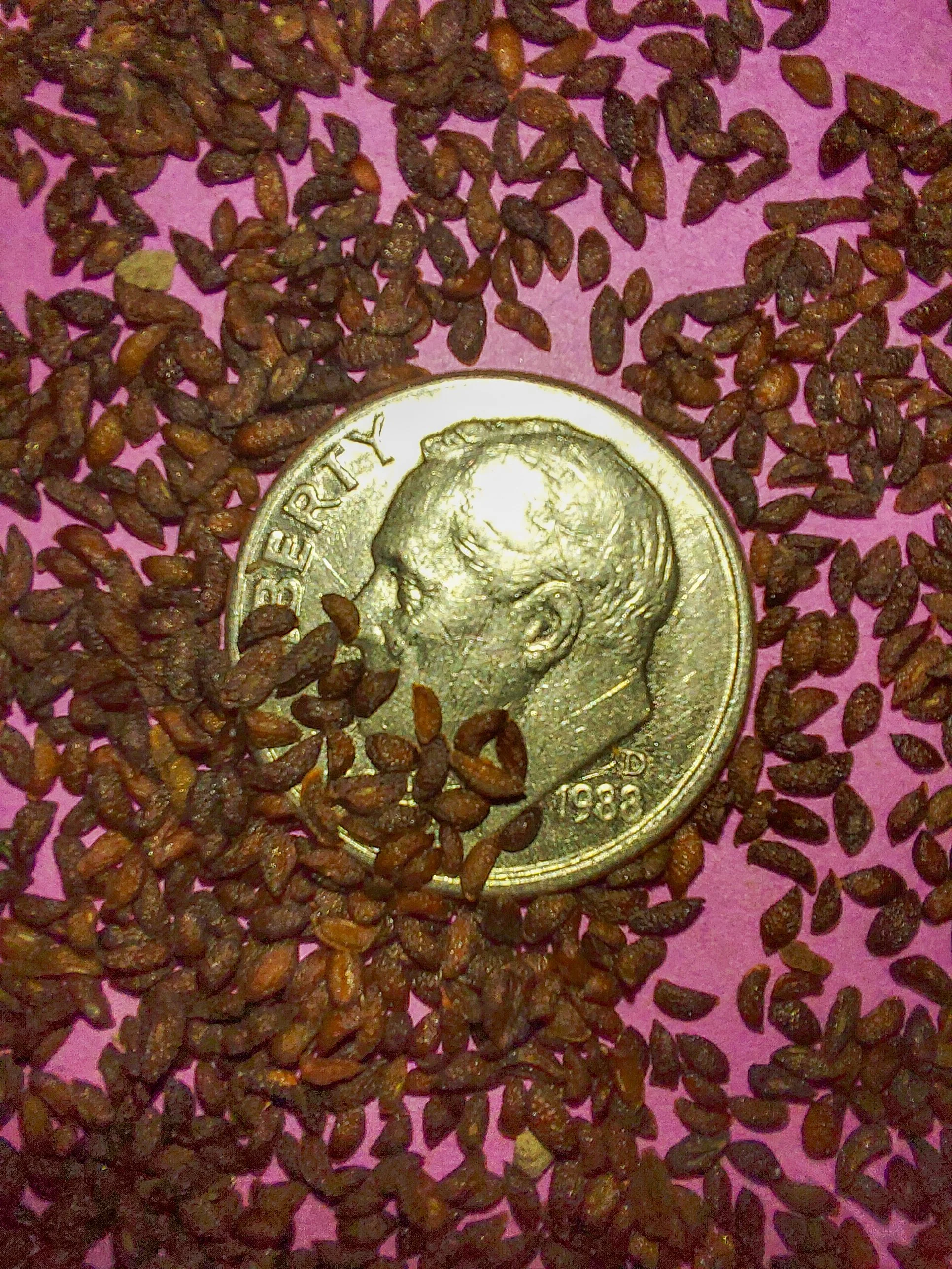 Jacob's Ladder (Polemonium reptans)