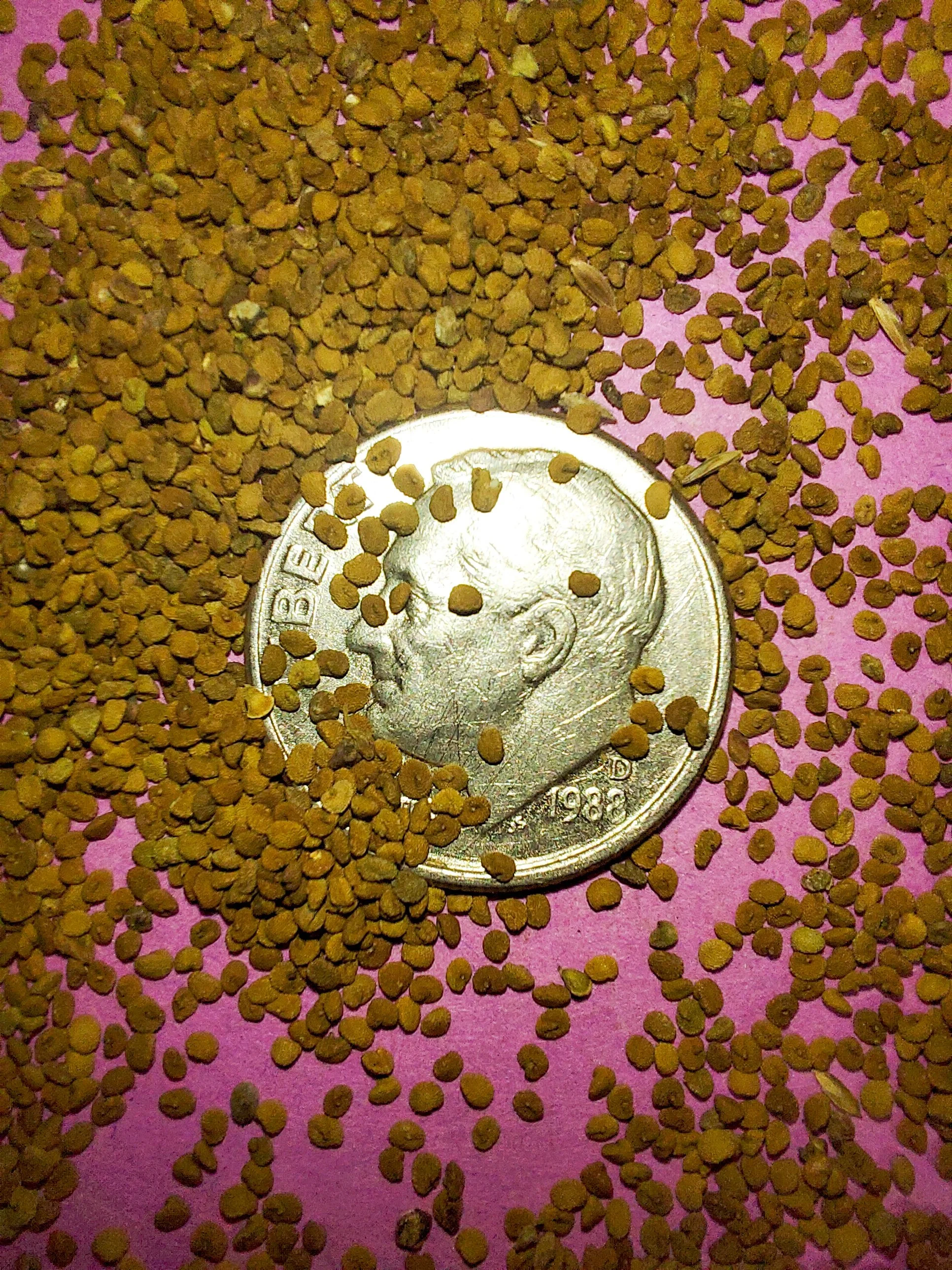 Mad-dog Skullcap (Scutellaria lateriflora)