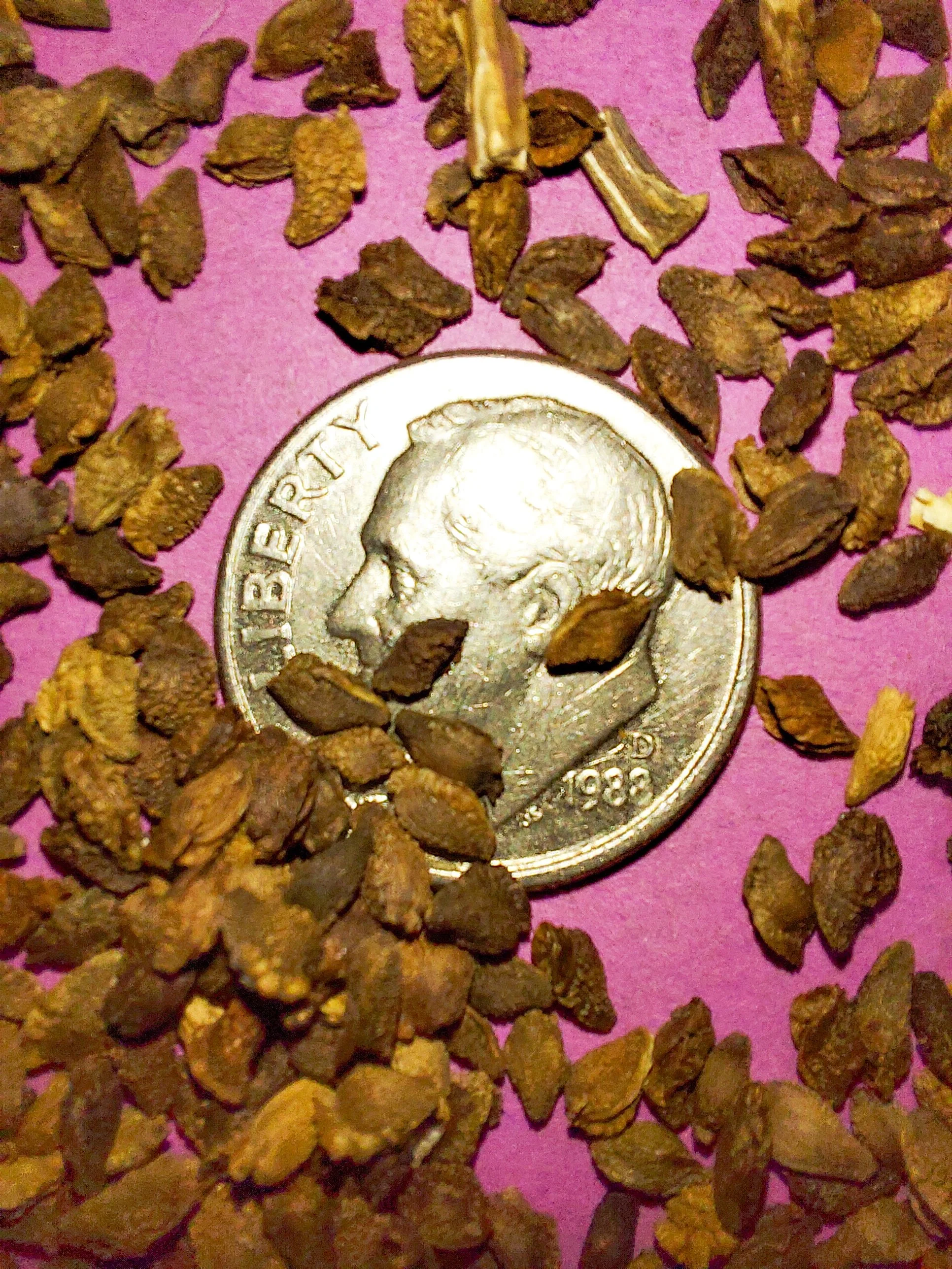 Ozark Sundrops (Oenothera macrocarpa)