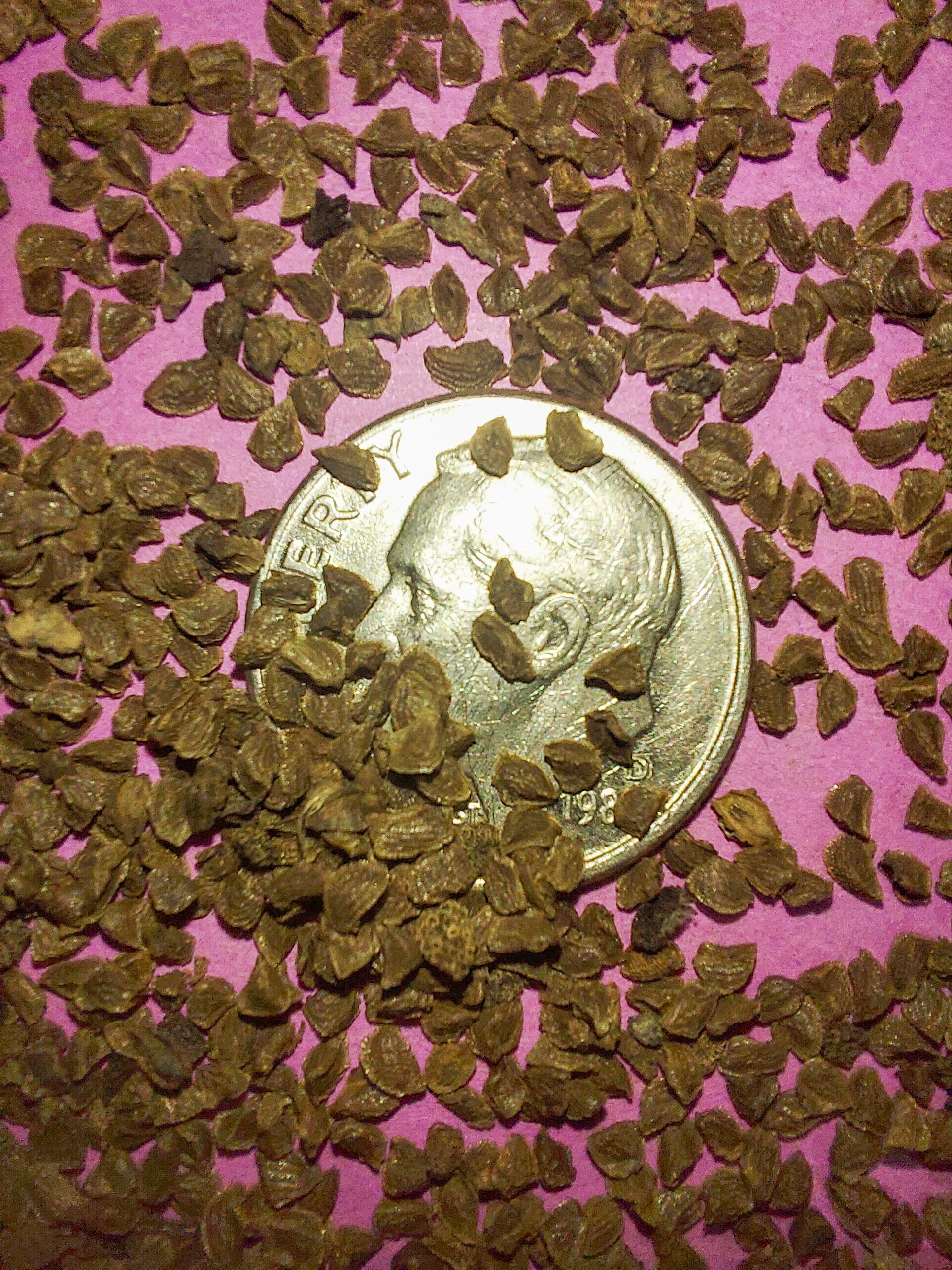 Mullein-foxglove (Dasistoma macrophylla)