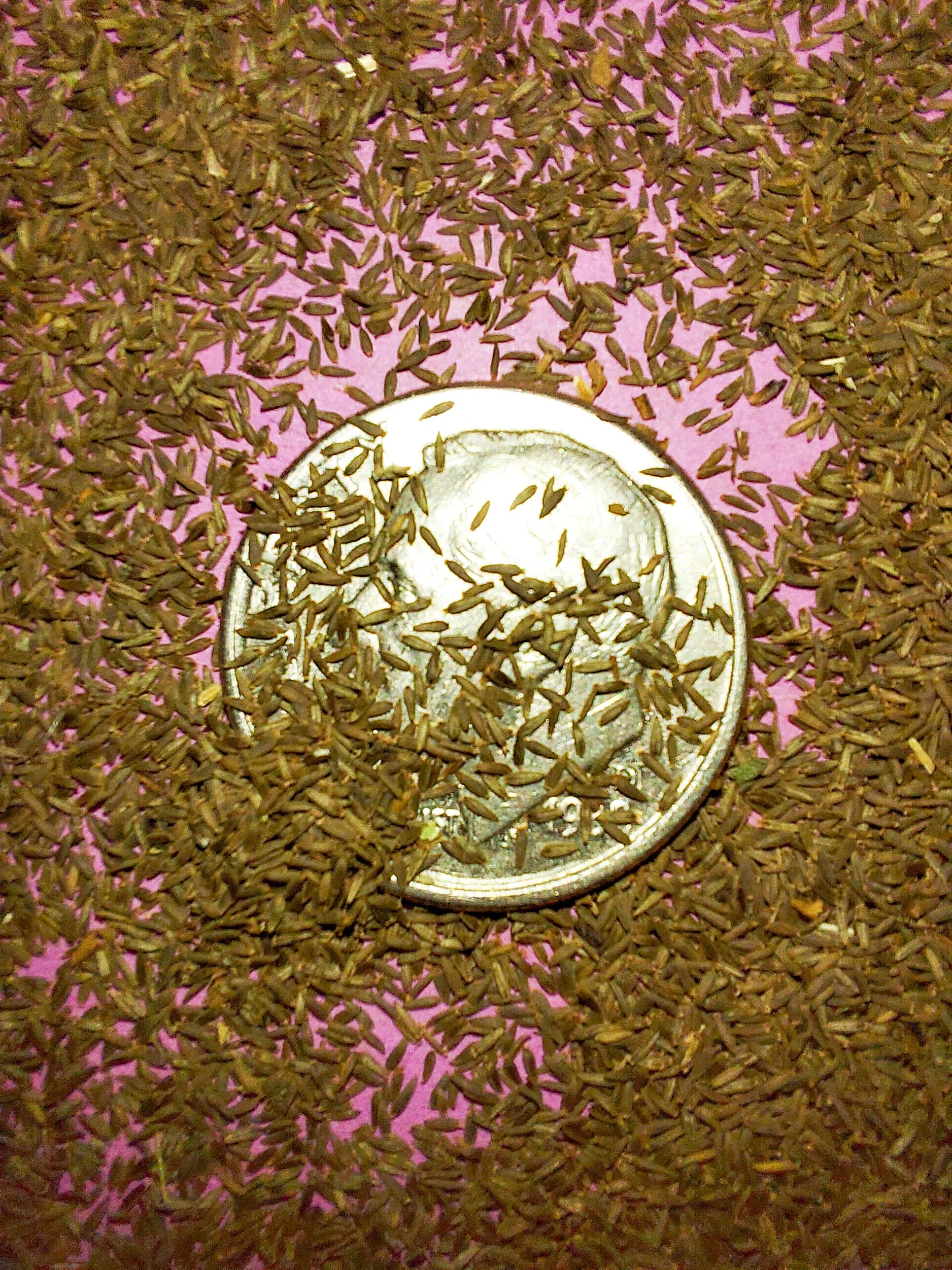 Northern Willow Herb (Epilobium glandulosum)