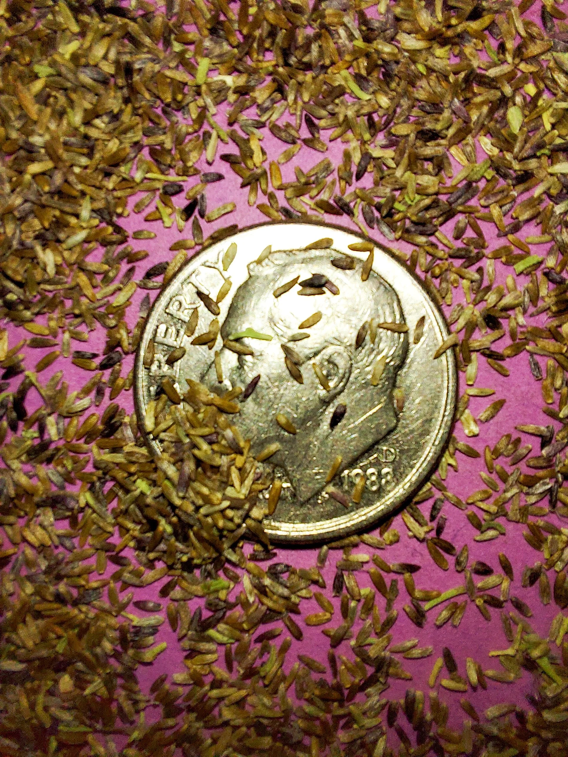 Old Field Goldenrod (Solidago nemoralis)