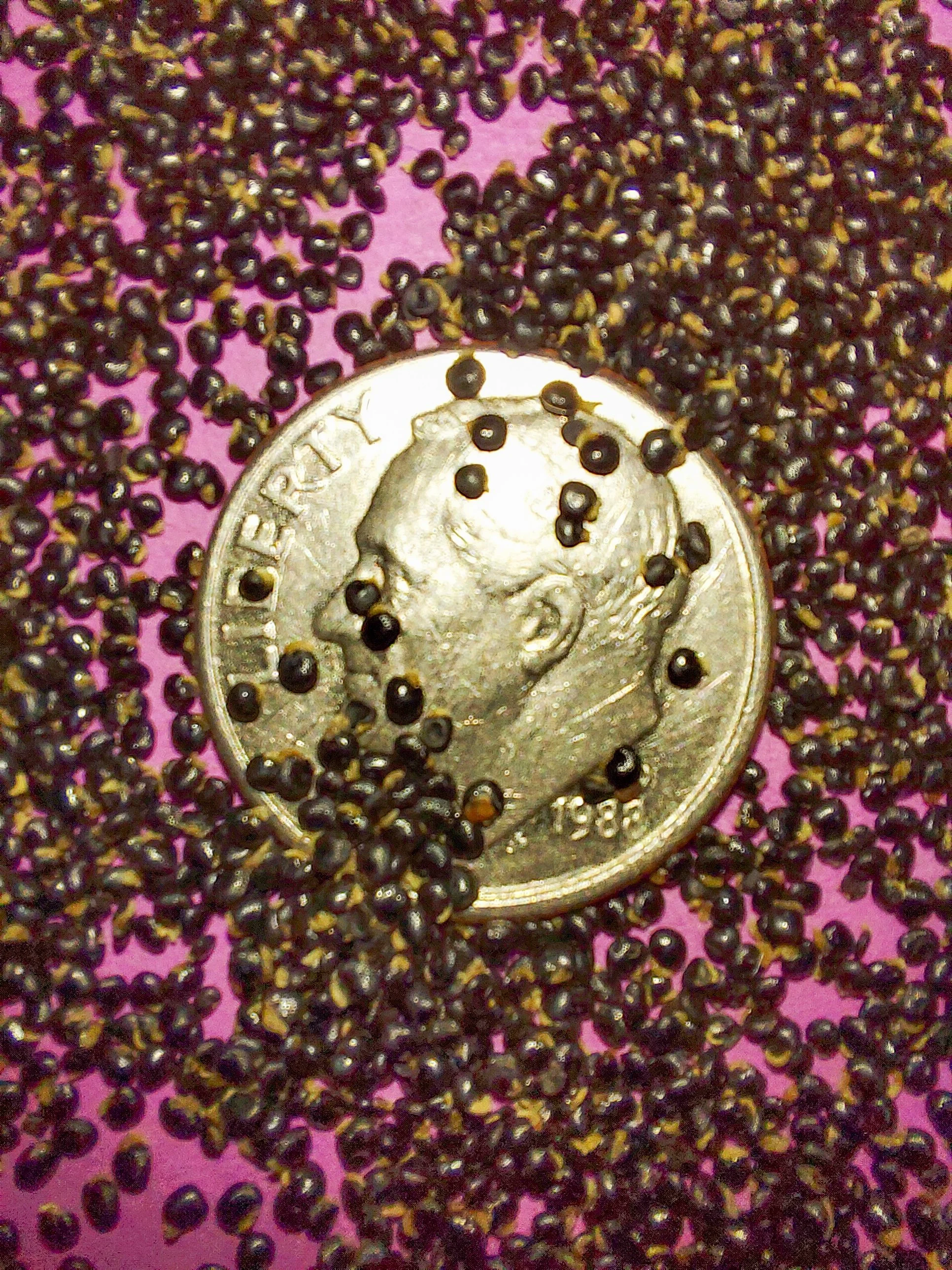 Pale Corydalis (Corydalis sempervirens)