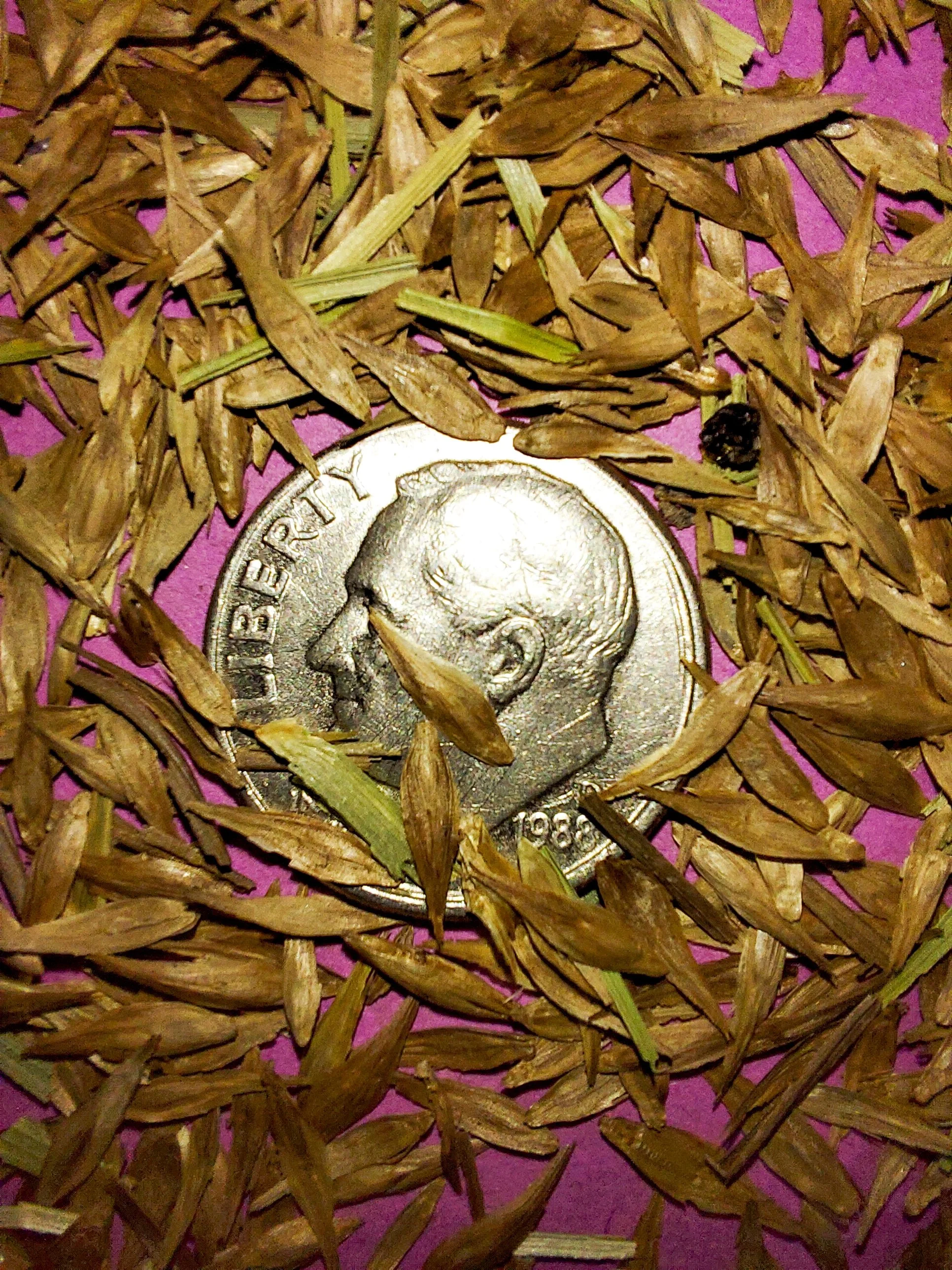 Palm Sedge (Carex muskingumensis)