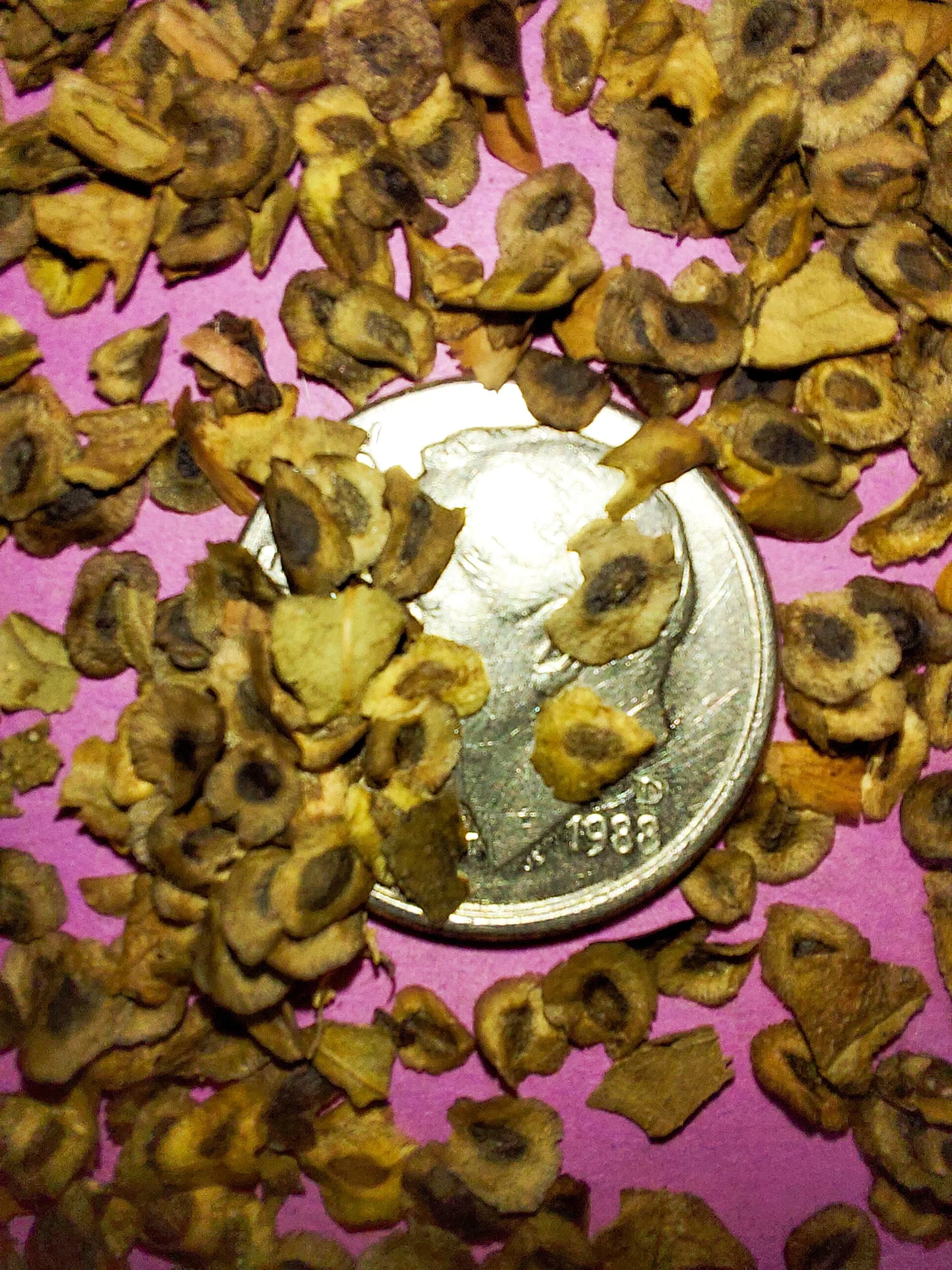 Pink Turtlehead (Chelone obliqua)