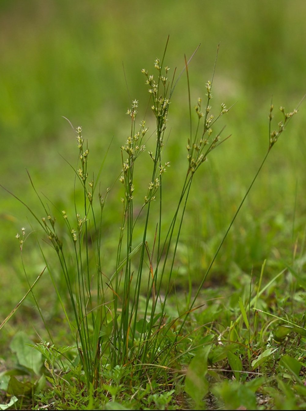 Path Rush (Juncus tenuis)  Fellabees & Nativeseeds