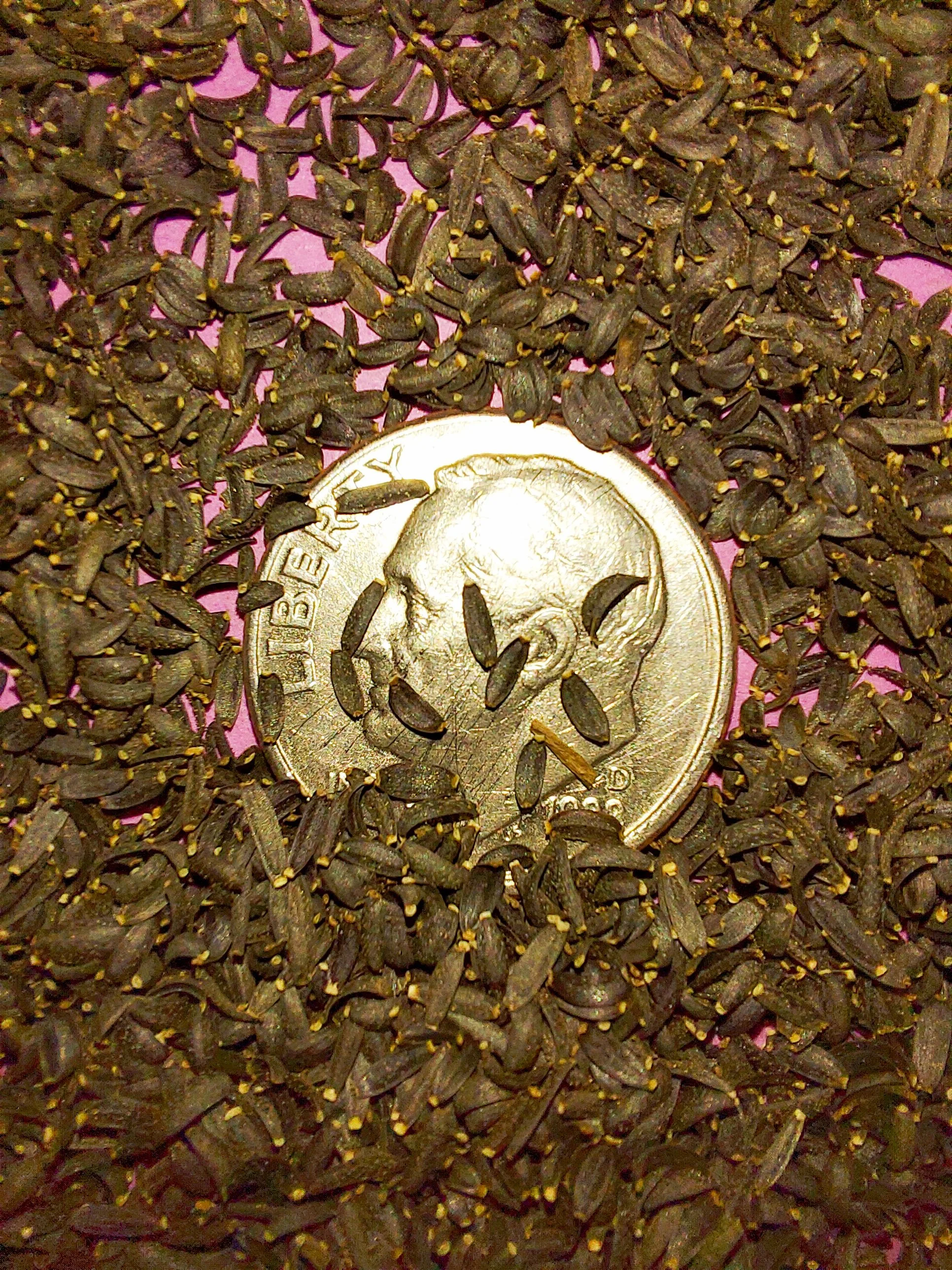 Plains Coreopsis (Coreopsis tinctoria)