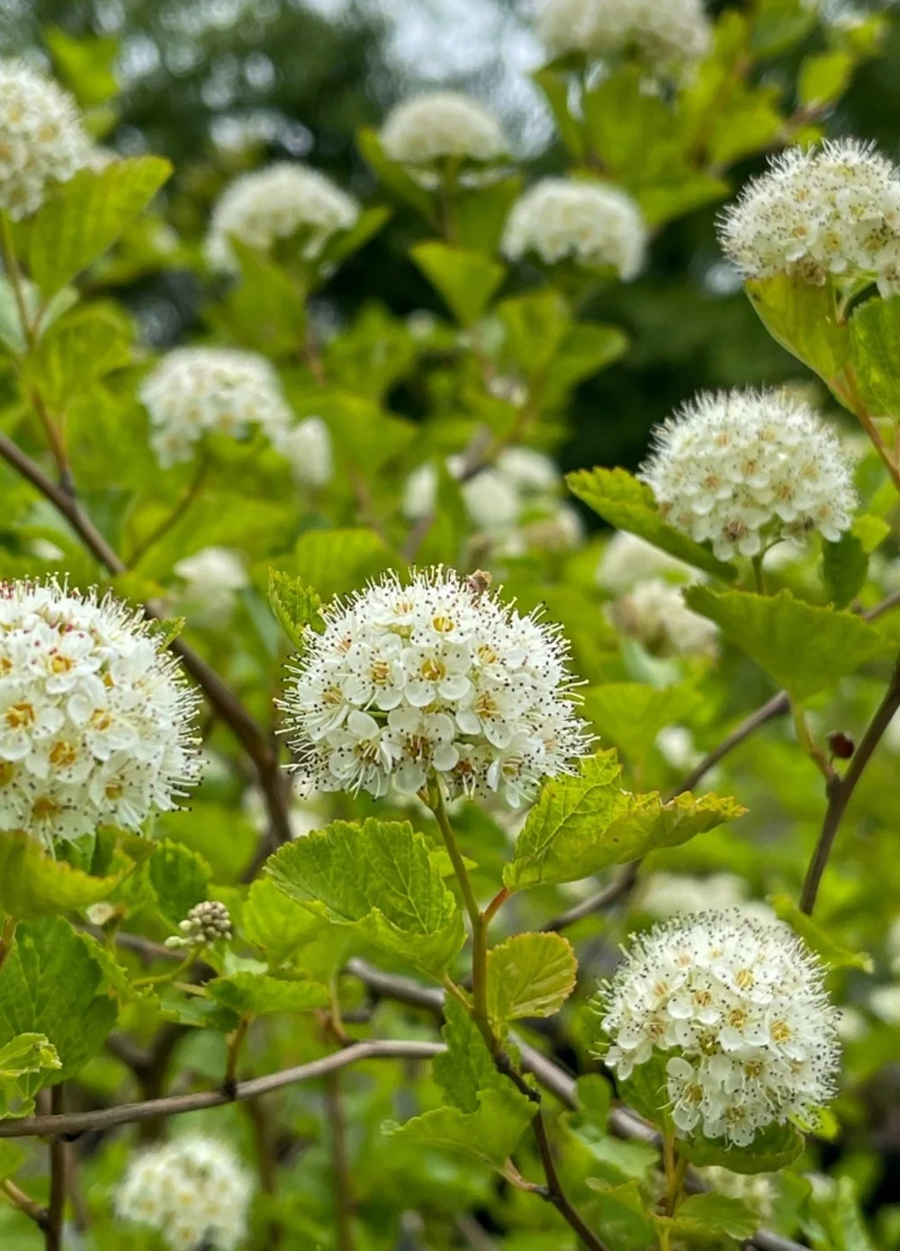 Prairie Ninebark (Physocarpus opulifolius) — Fellabees & Nativeseeds
