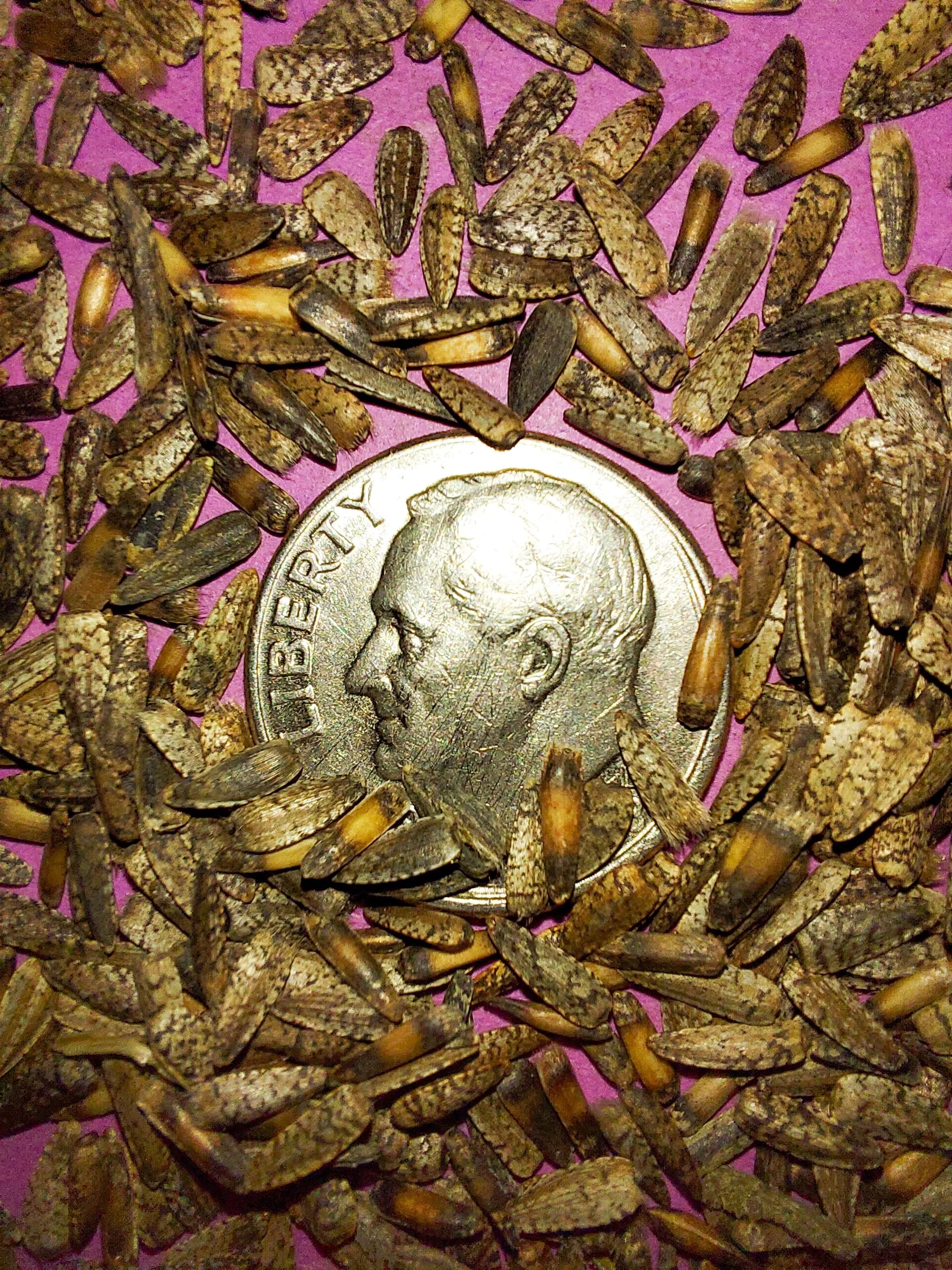 Prairie Sunflower (Helianthus petiolaris)