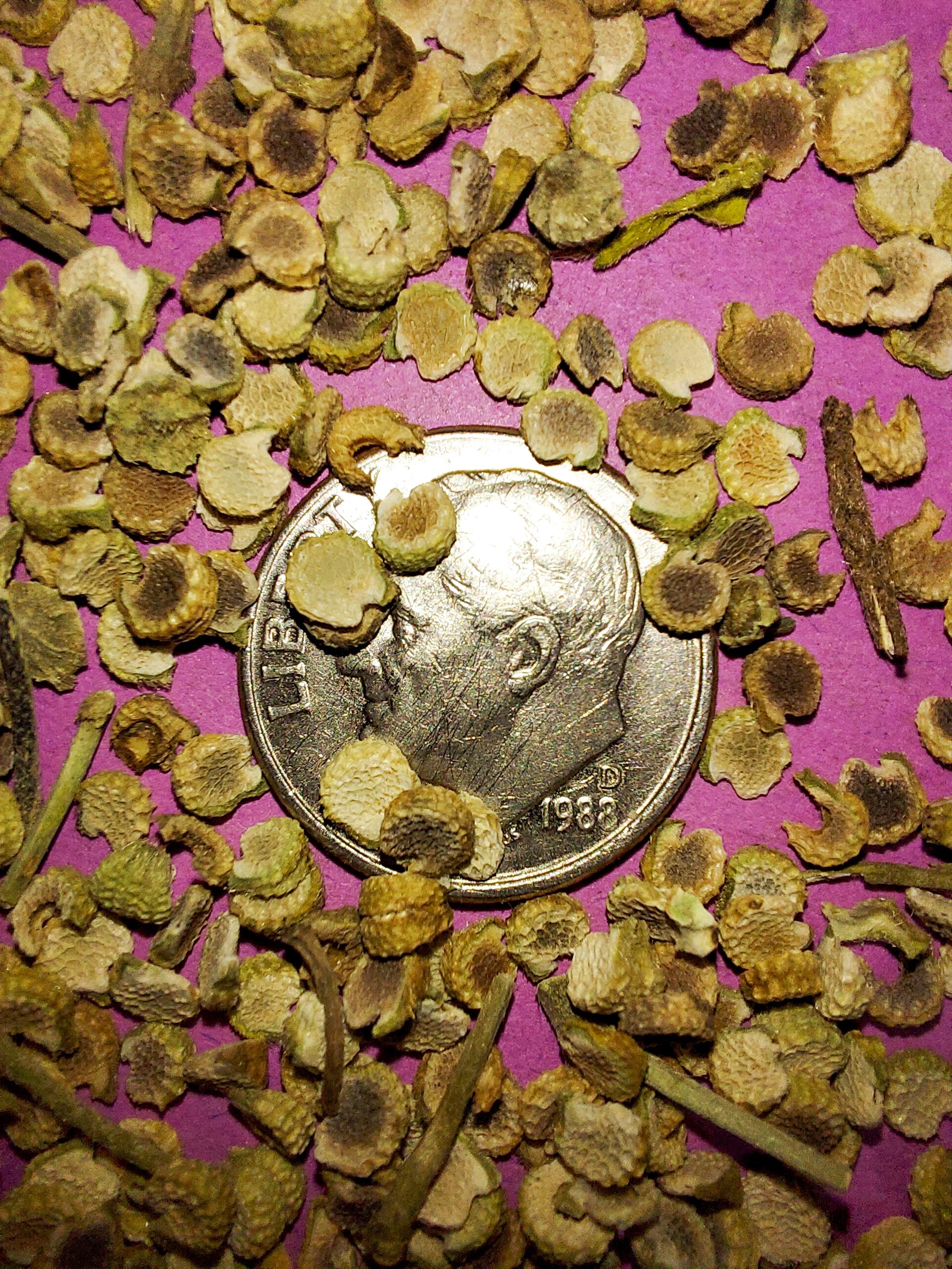 Purple Poppy Mallow (Callirhoe involucrata)