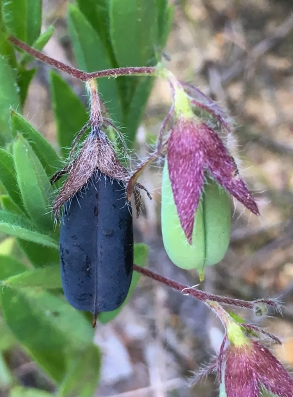 Rattlebox (Crotalaria sagittalis) — Fellabees & Nativeseeds