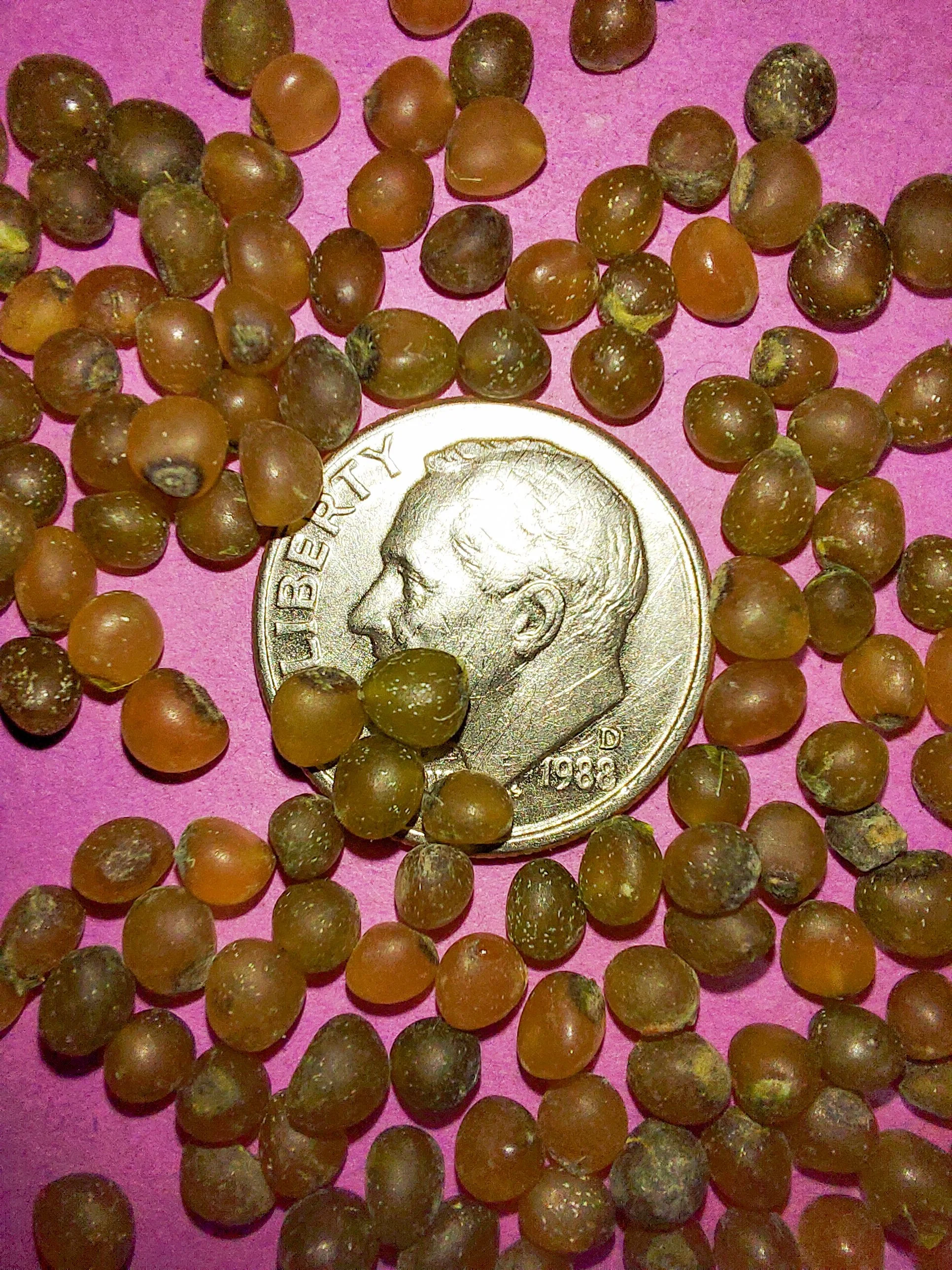 Solomon's Seal (Polygonatum biflorum)