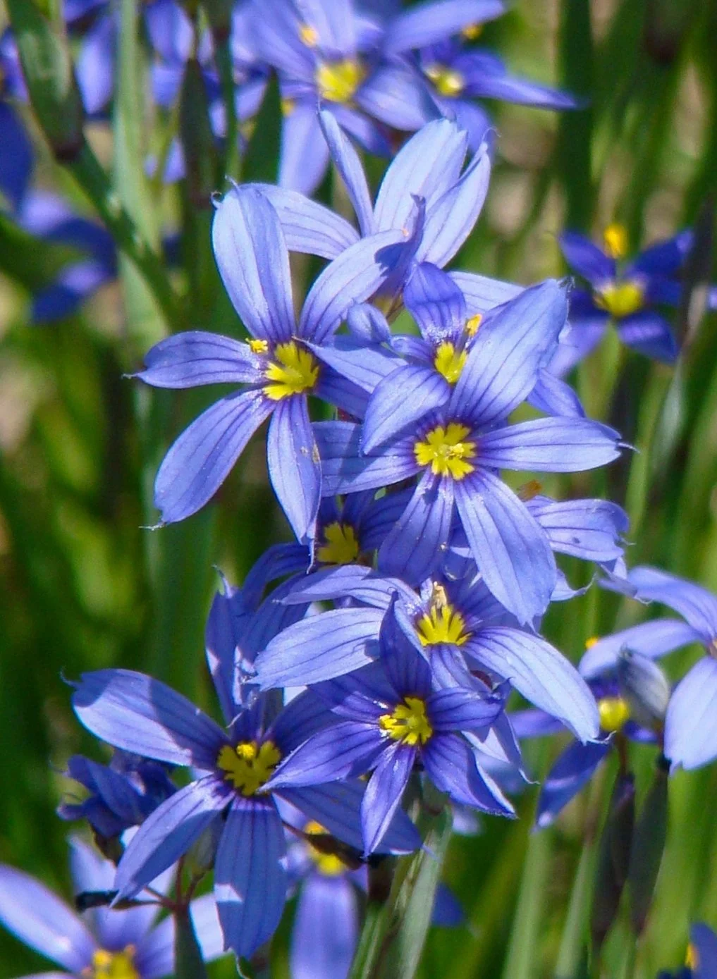 Stout Blue-eyed Grass (Sisyrinchium angustifolium)