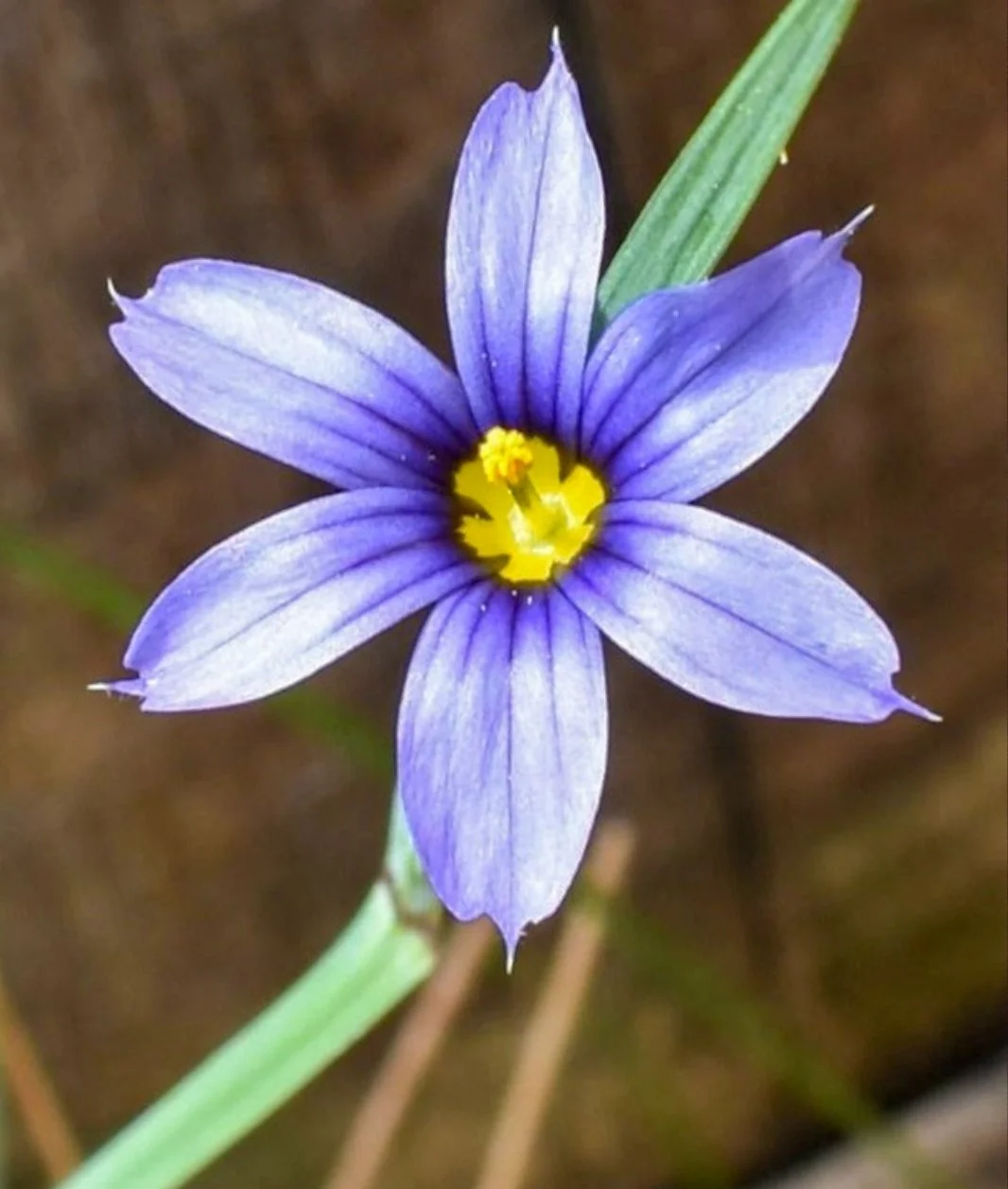 Stout Blue-eyed Grass (Sisyrinchium angustifolium)