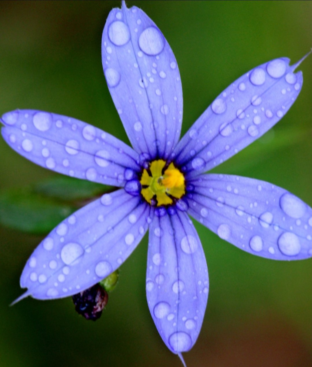 Stout Blue-eyed Grass (Sisyrinchium angustifolium)