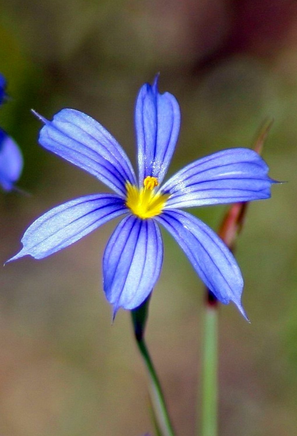 Stout Blue-eyed Grass (Sisyrinchium angustifolium)