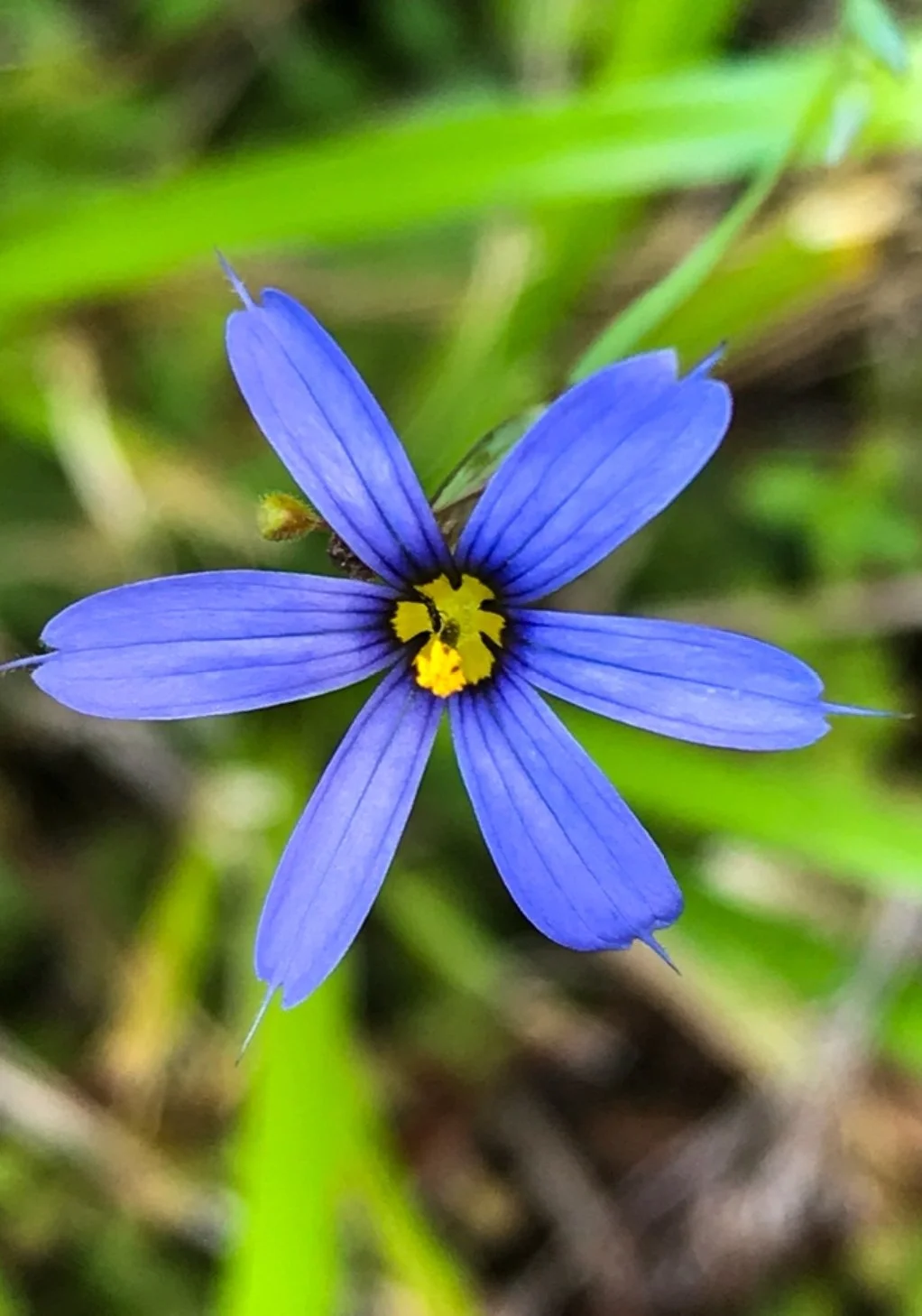 Stout Blue-eyed Grass (Sisyrinchium angustifolium)