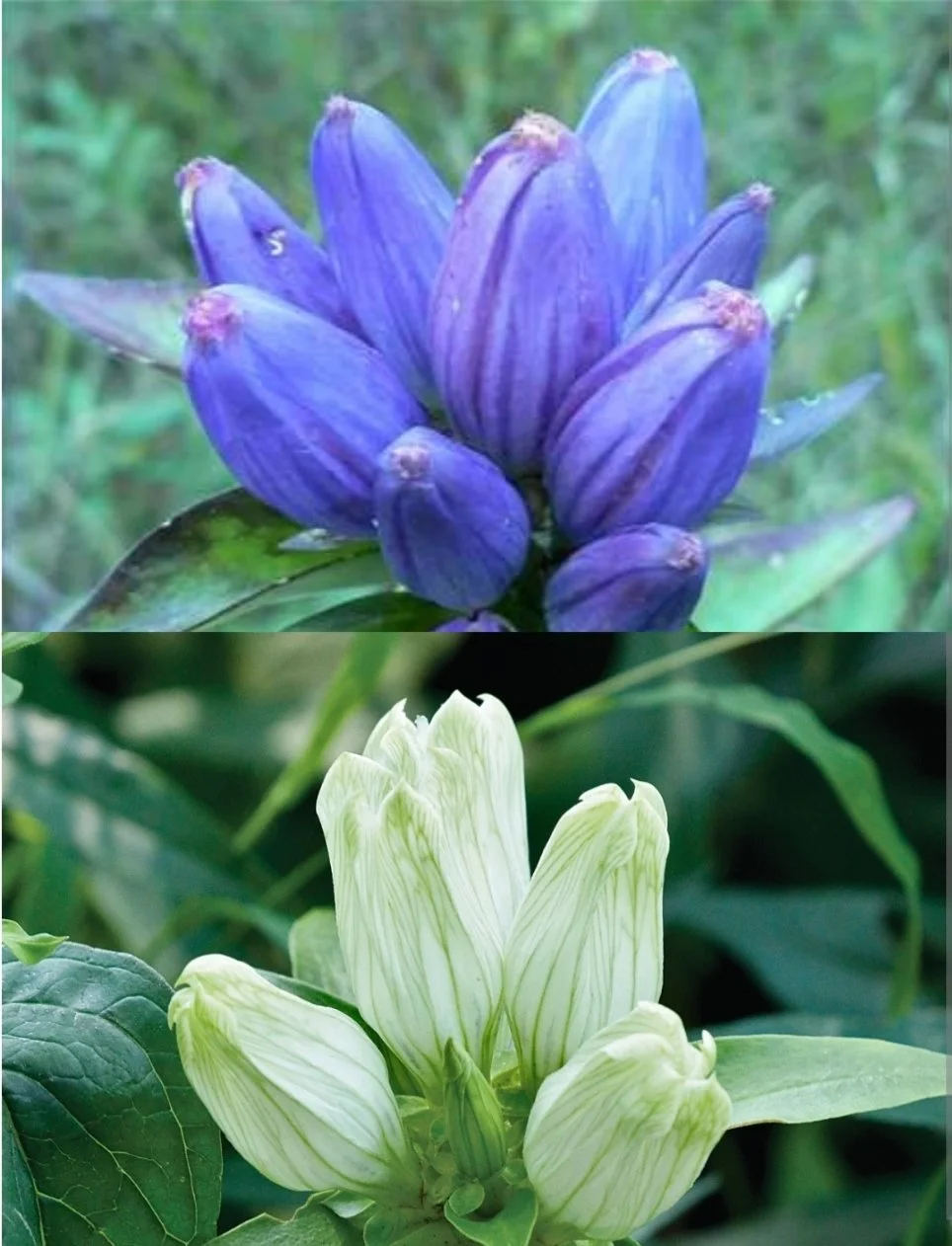 Bottle & Cream Gentian Mix (Gentiana andrewsii & flavida)