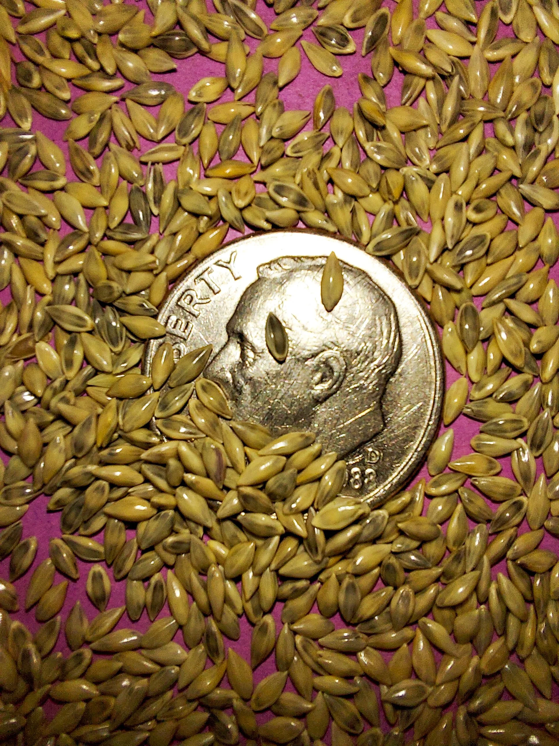 Switchgrass (Panicum virgatum)