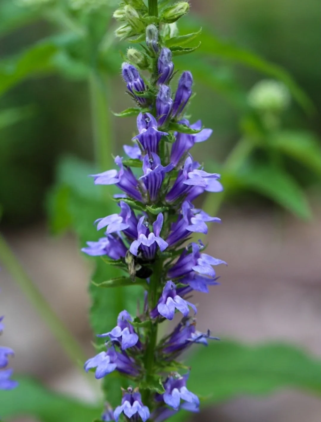 Great Blue Lobelia (Lobelia siphilitica)