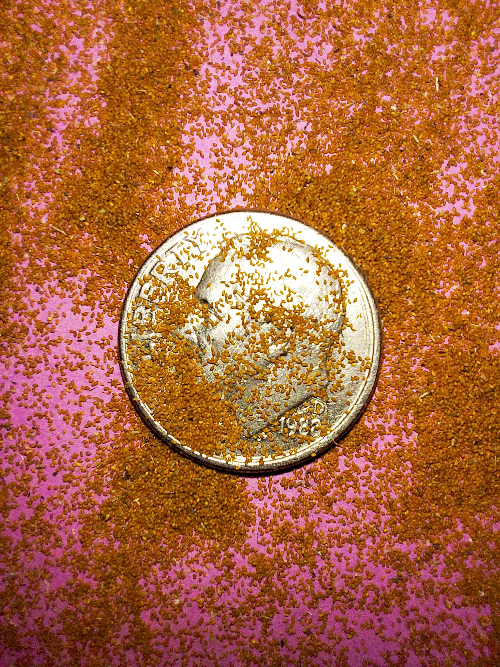 Torrey's Rush (Juncus torreyi)